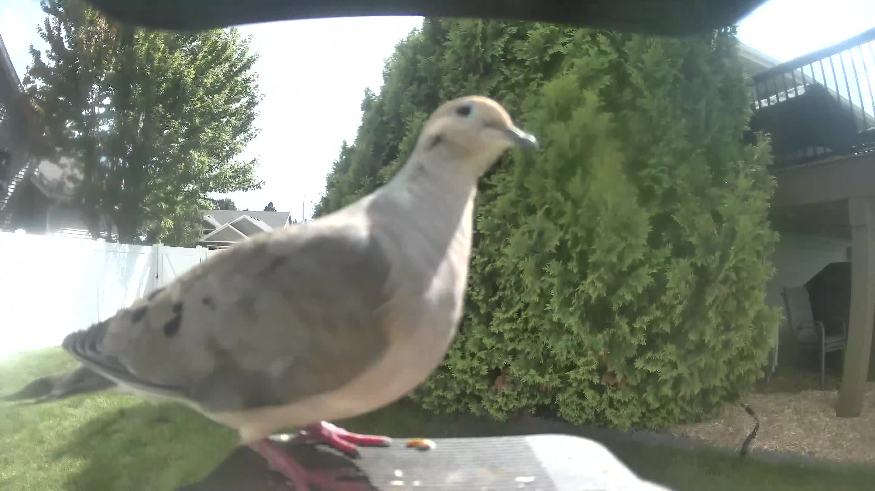 Mourning Dove