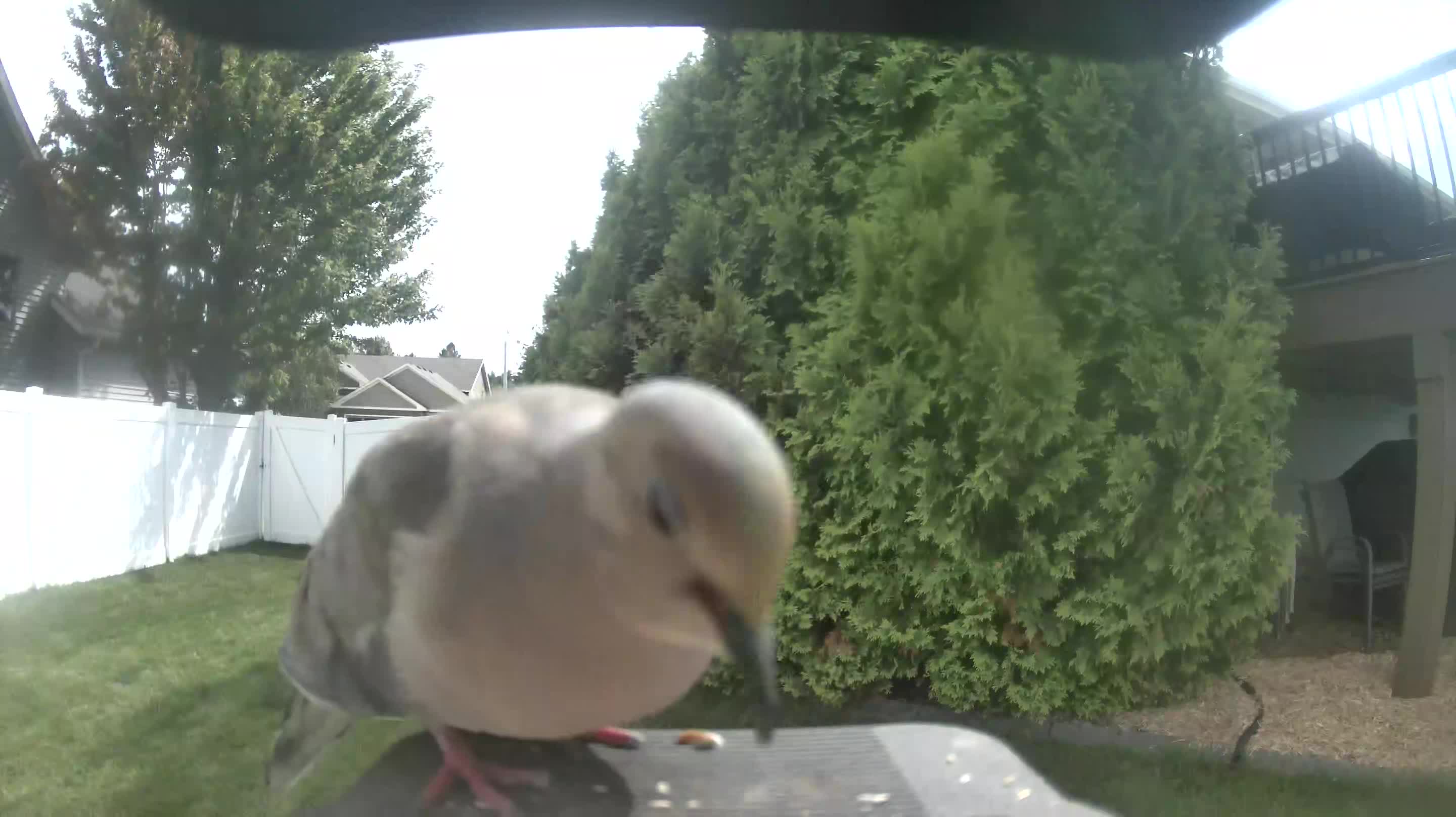 Mourning Dove