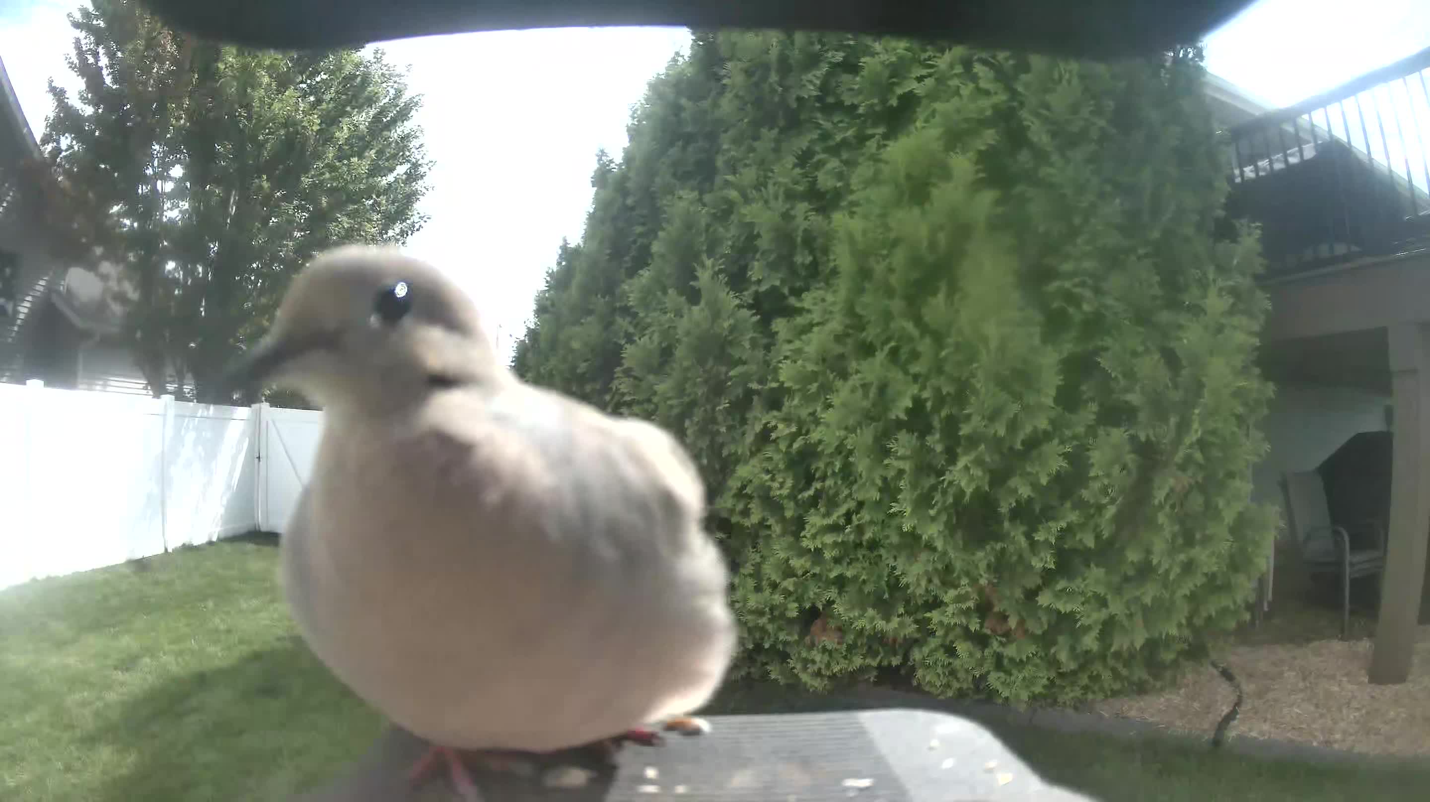 Mourning Dove