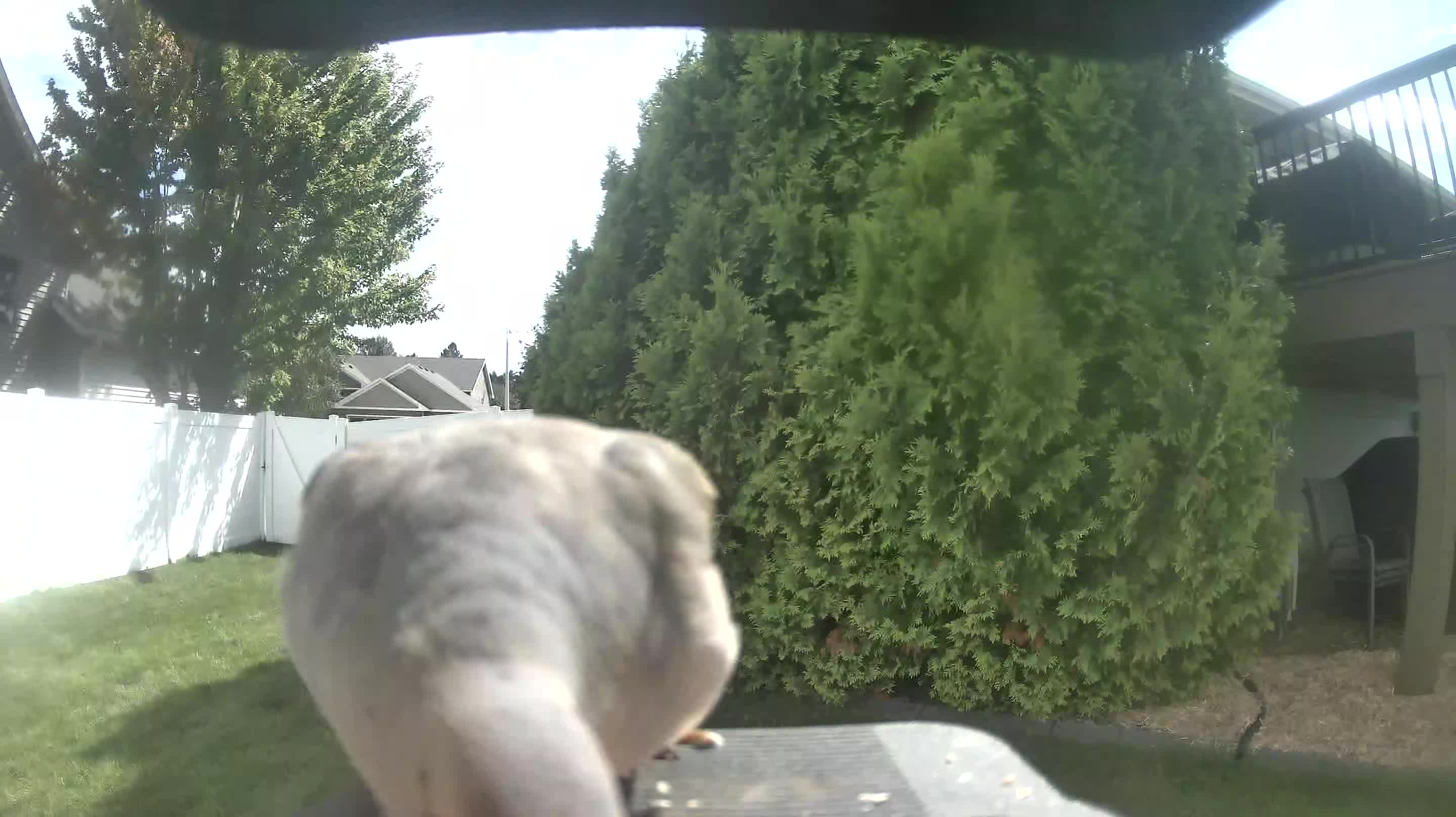 Mourning Dove