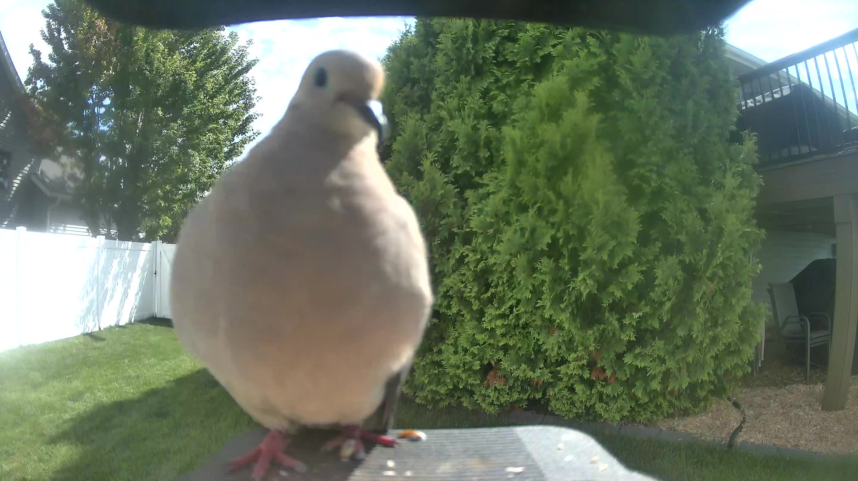 Mourning Dove