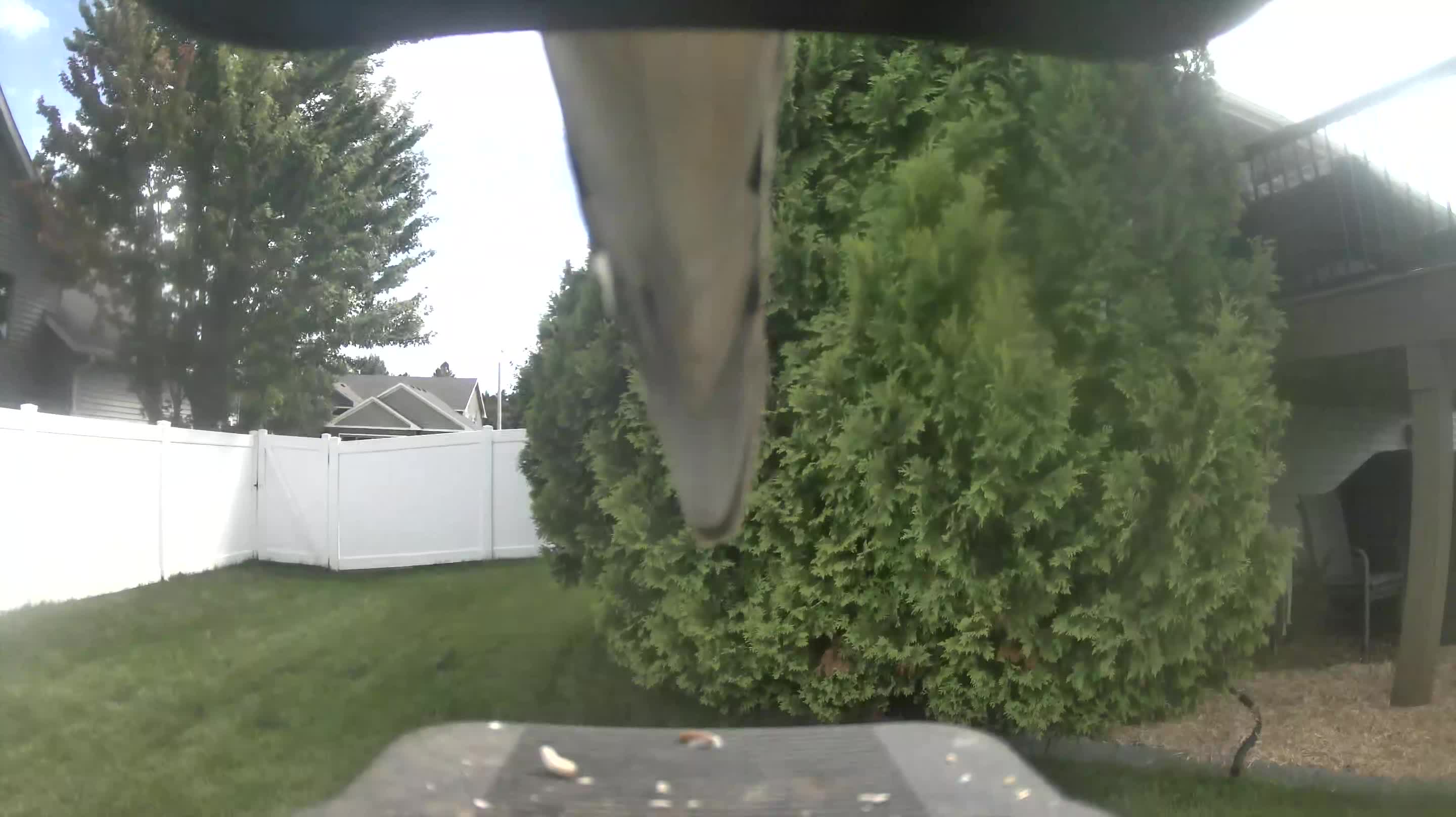 Blue Jay
