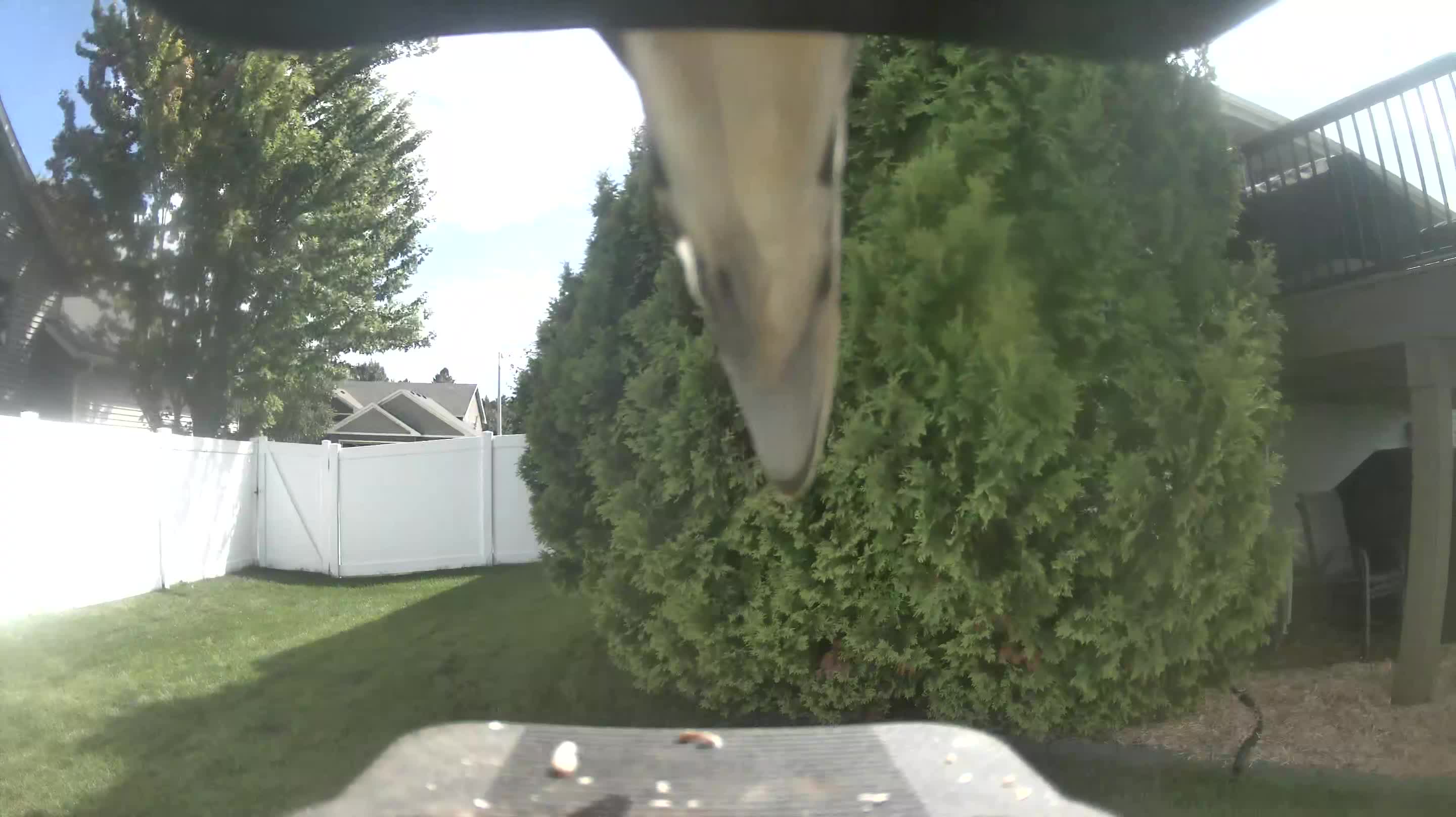 Blue Jay