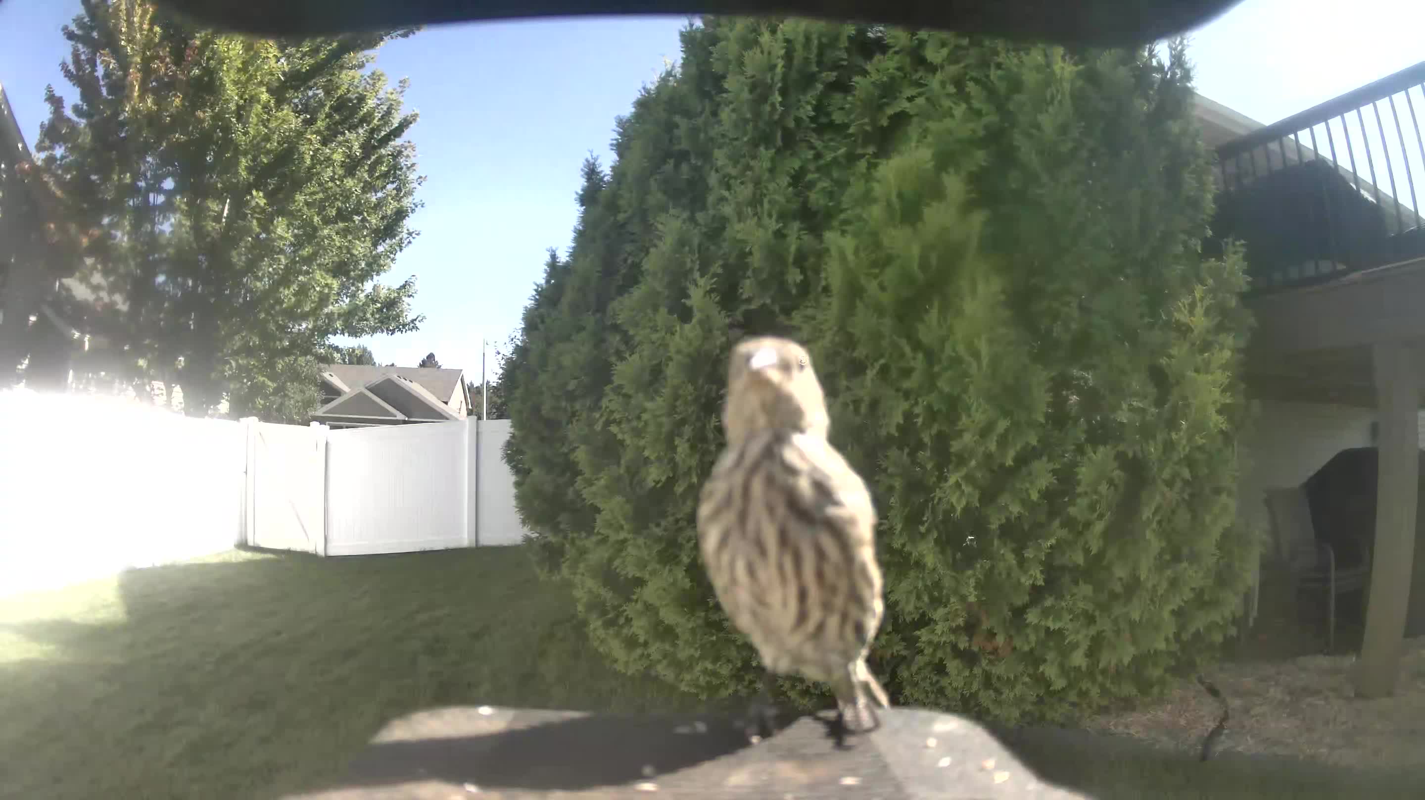 House Finch