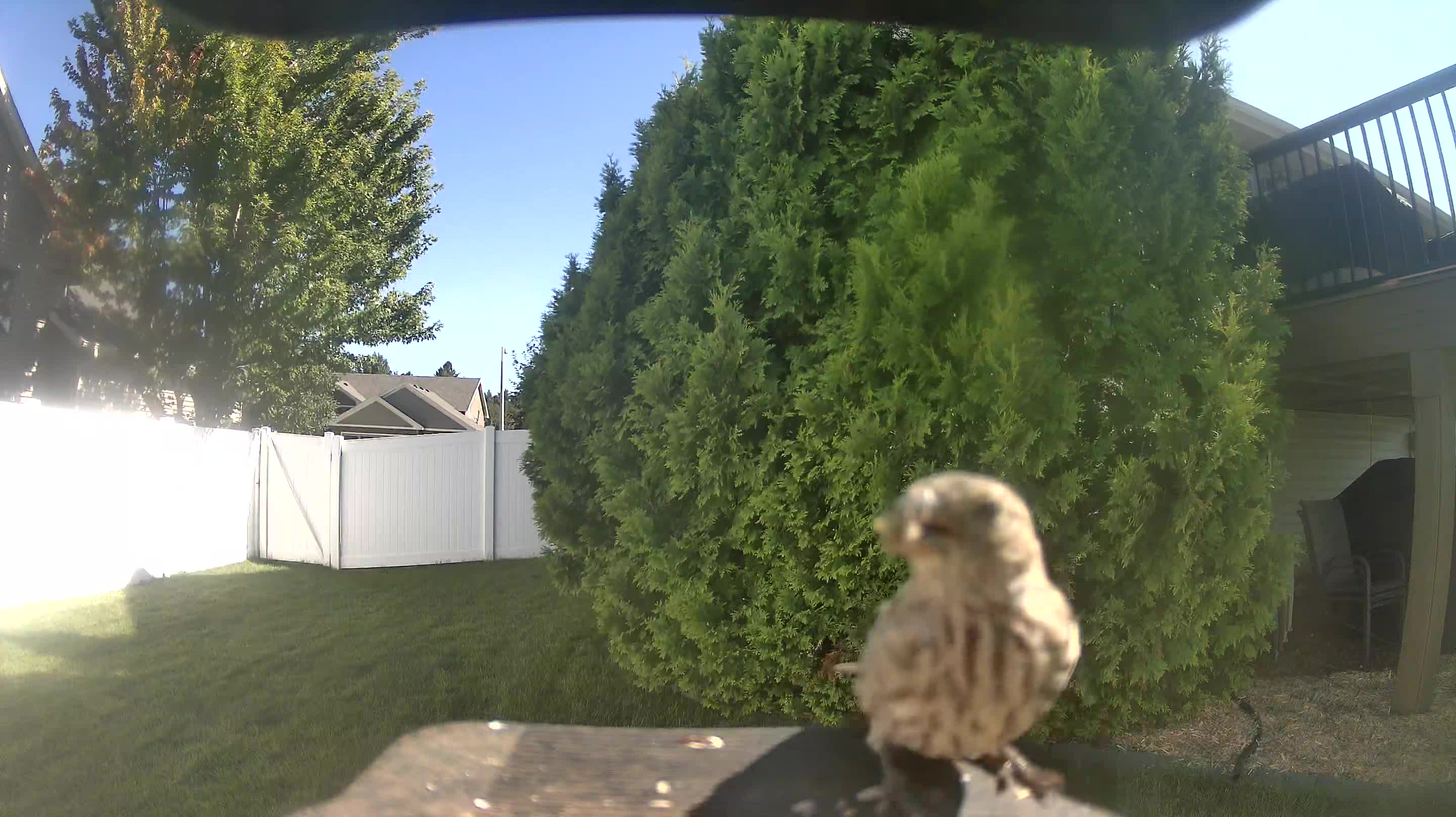 House Finch