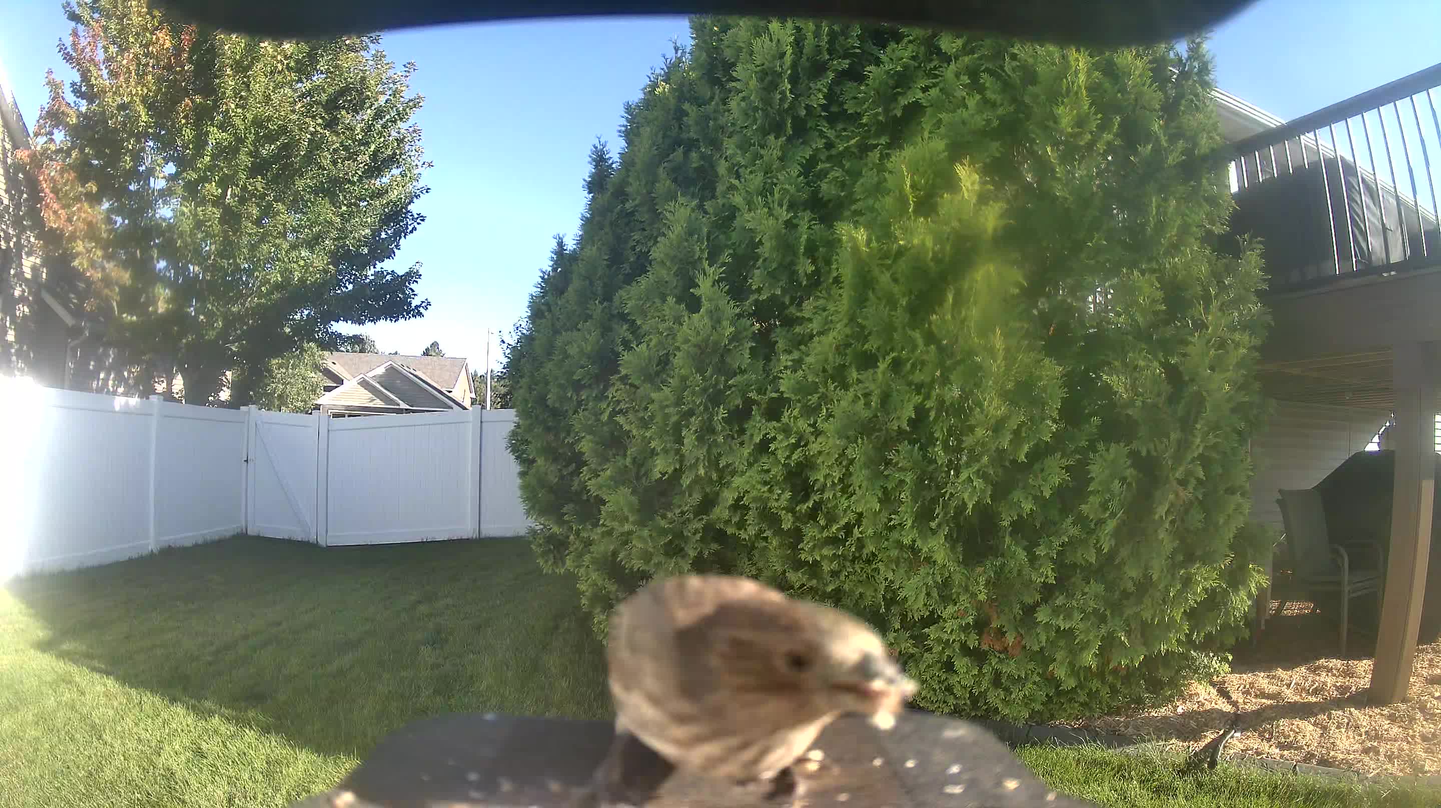 House Finch