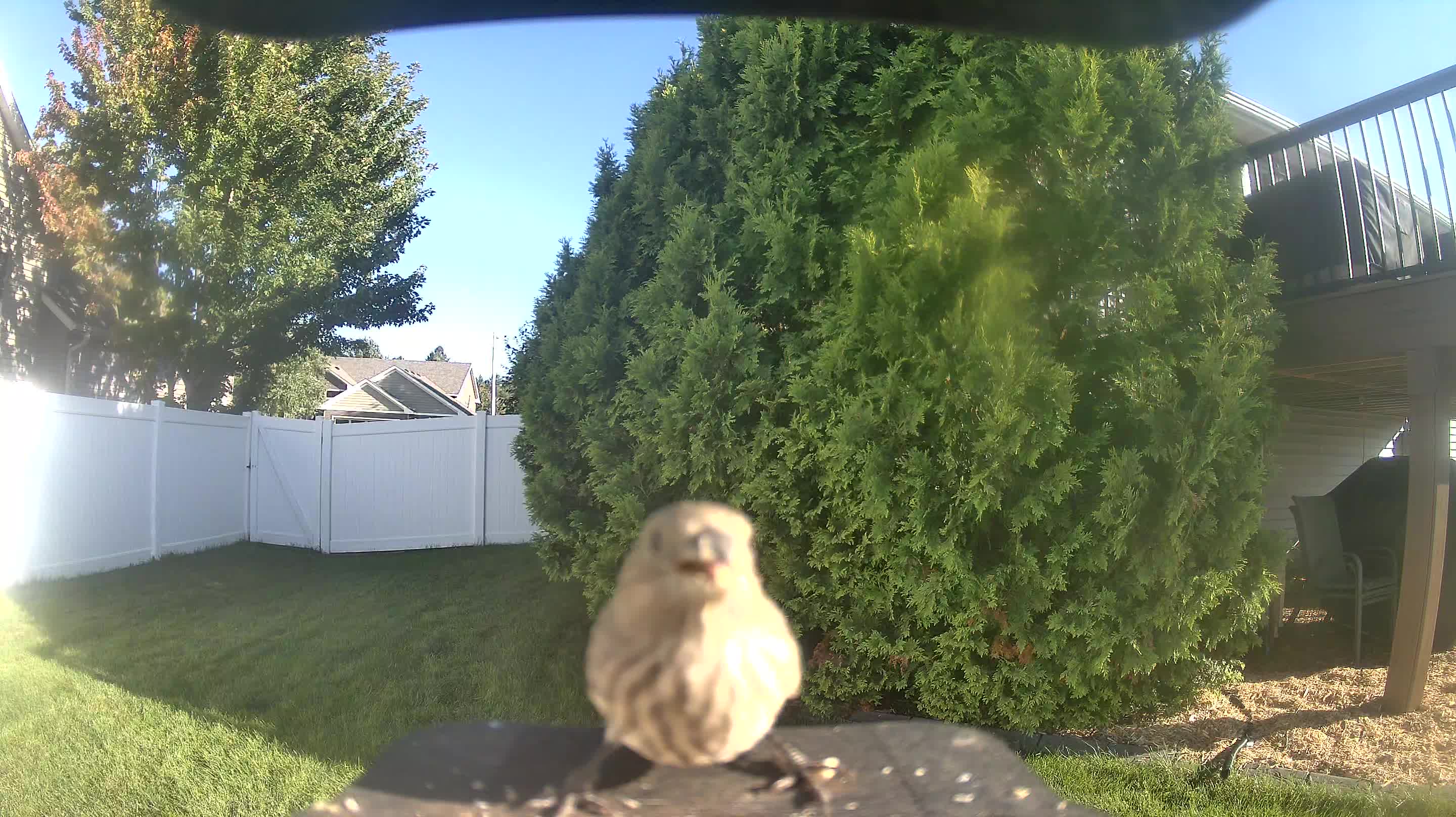 House Finch