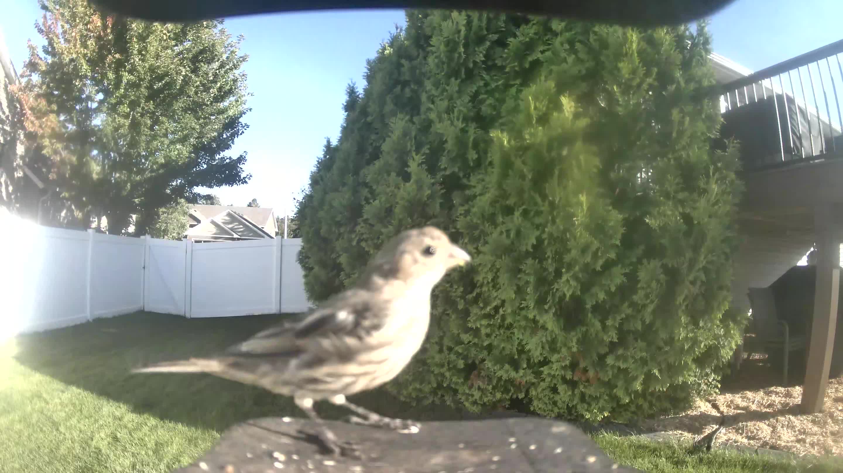 House Finch