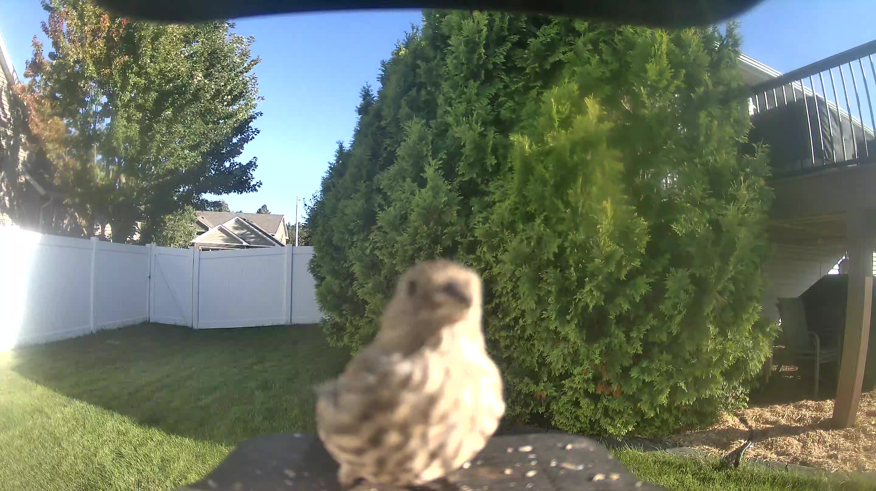 House Finch
