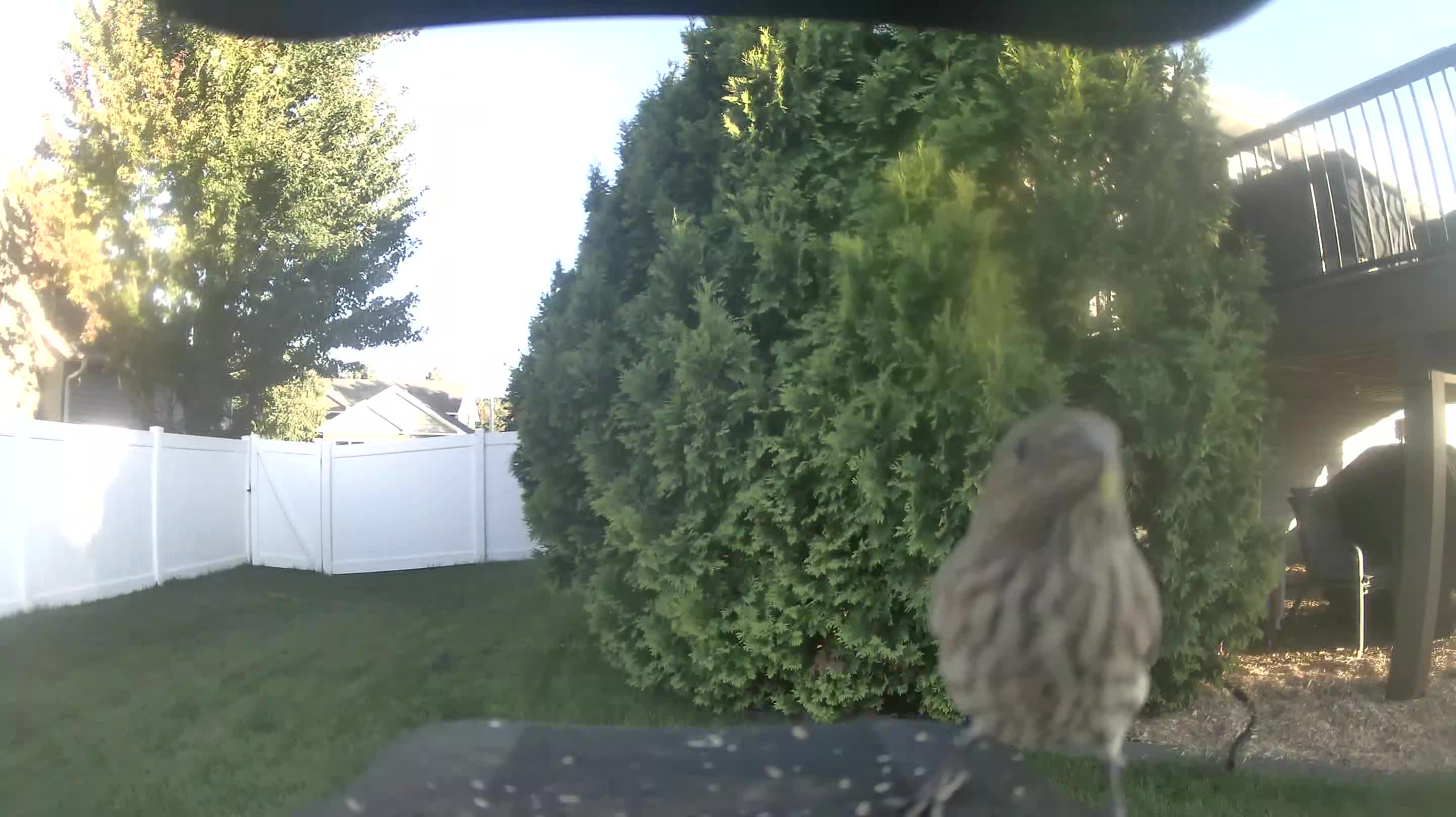 House Finch