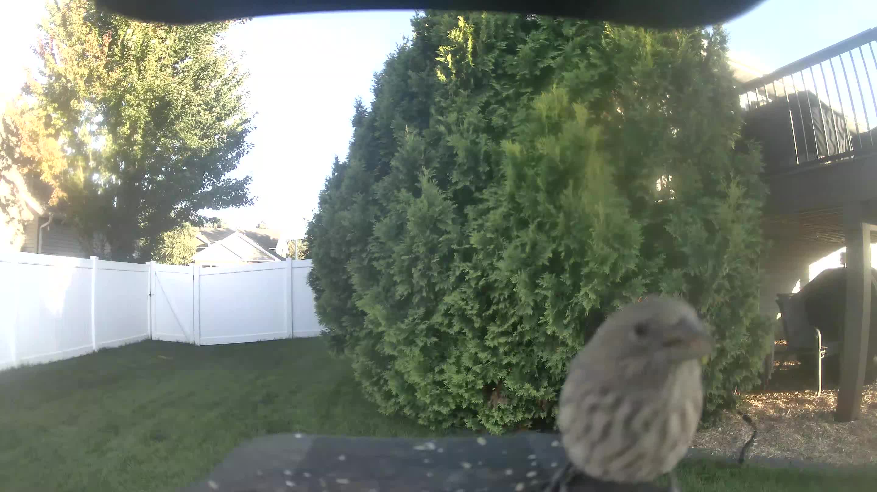 House Finch