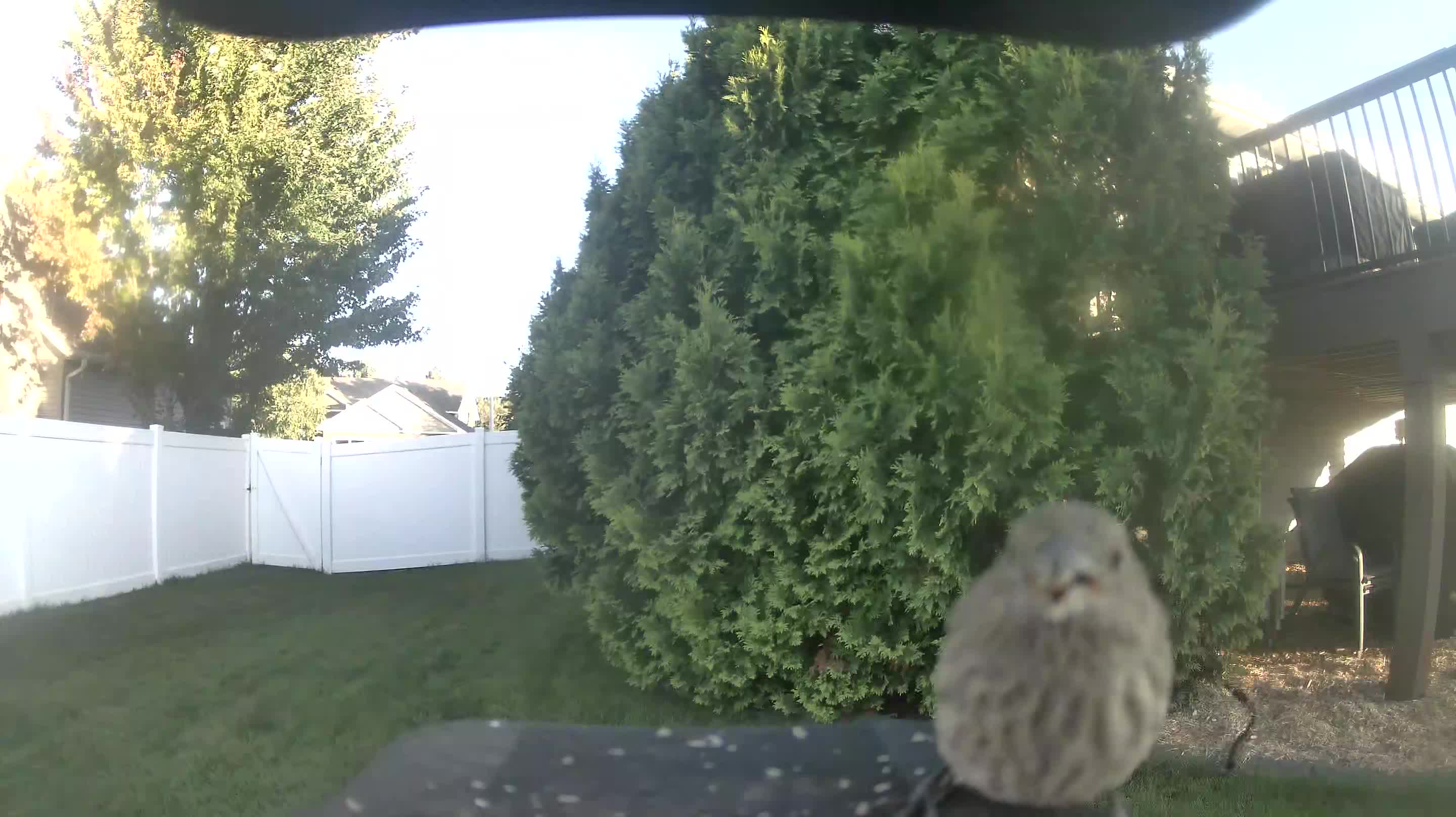 House Finch