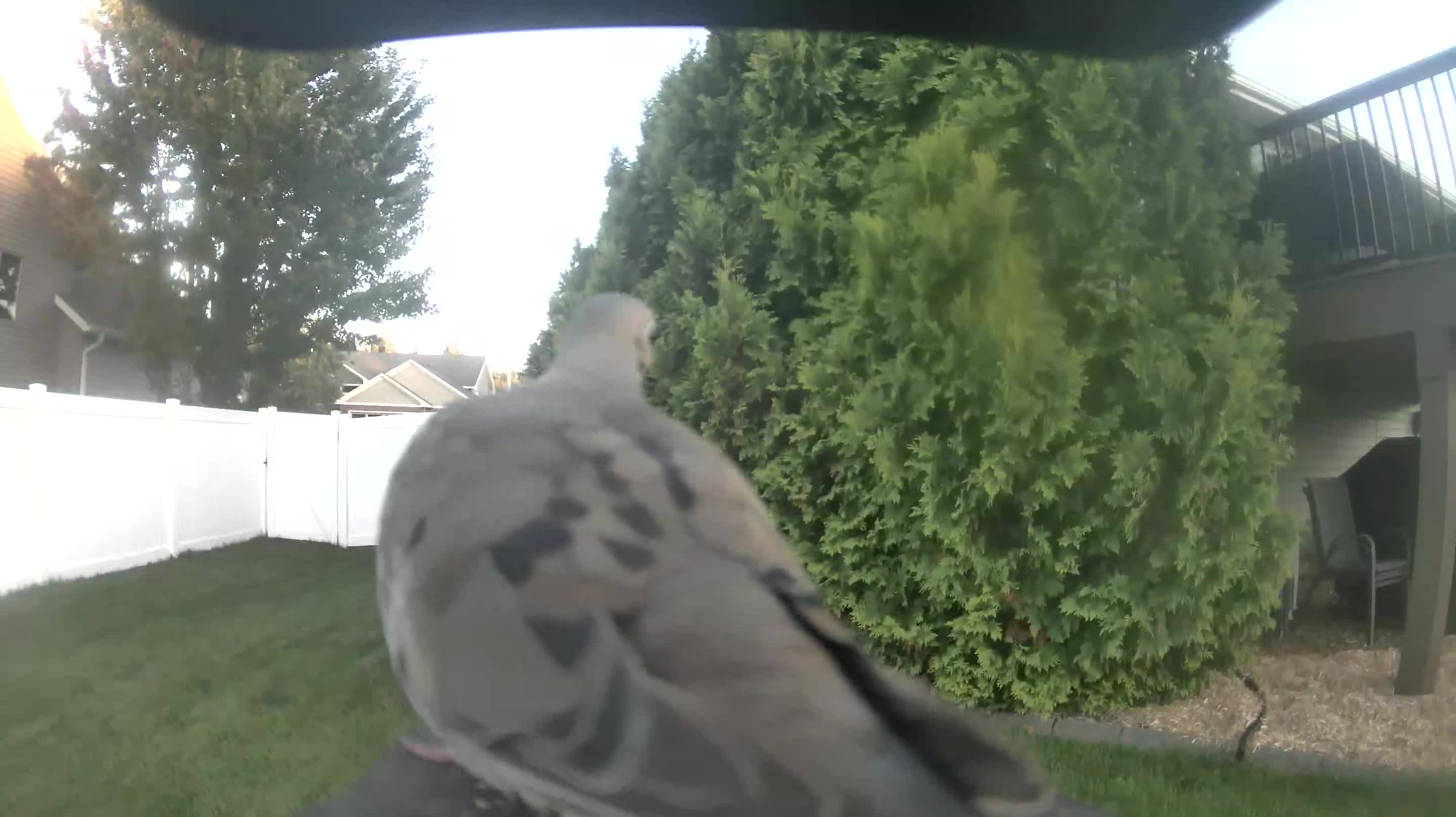 Mourning Dove