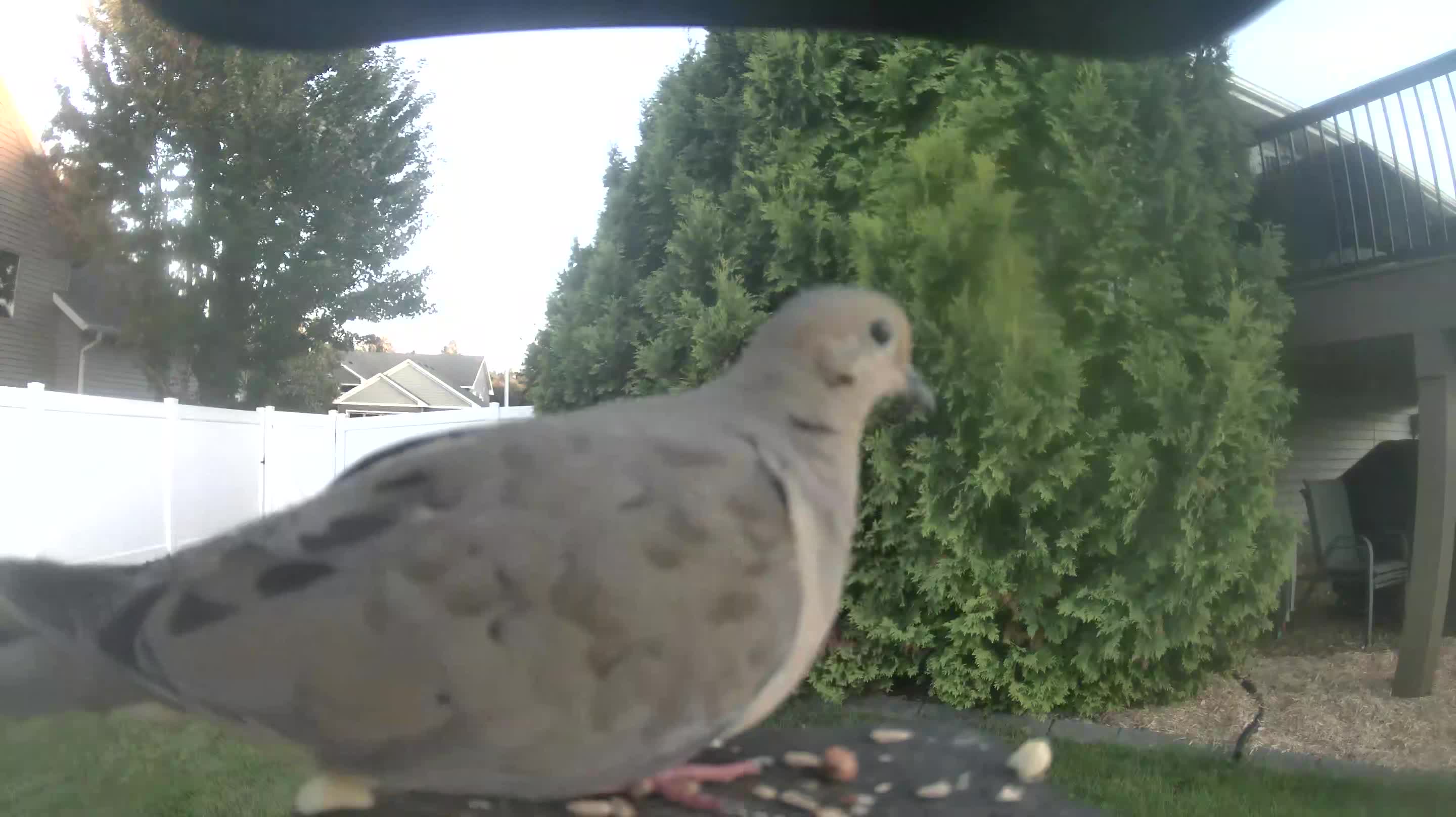 Mourning Dove