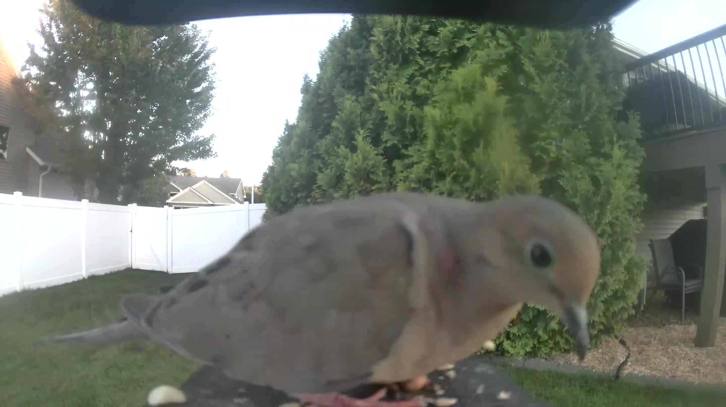 Mourning Dove