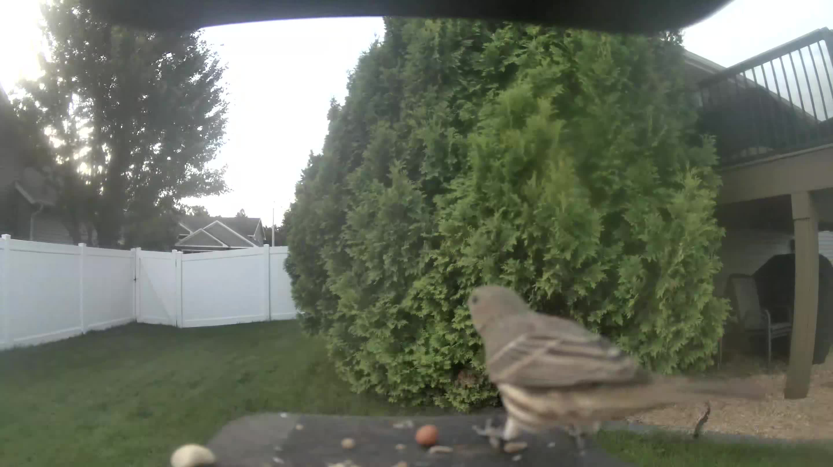 House Finch