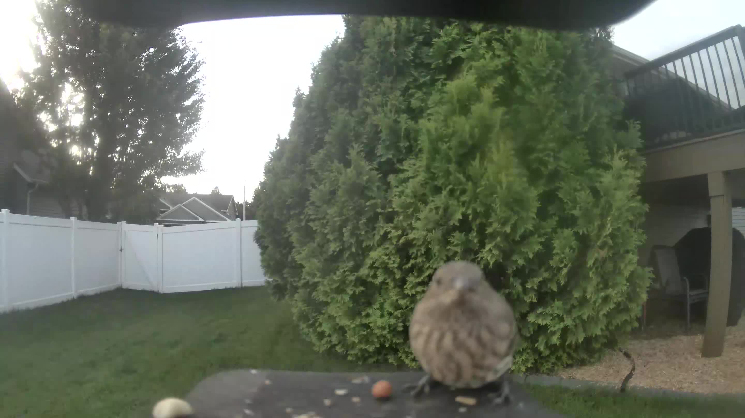House Finch