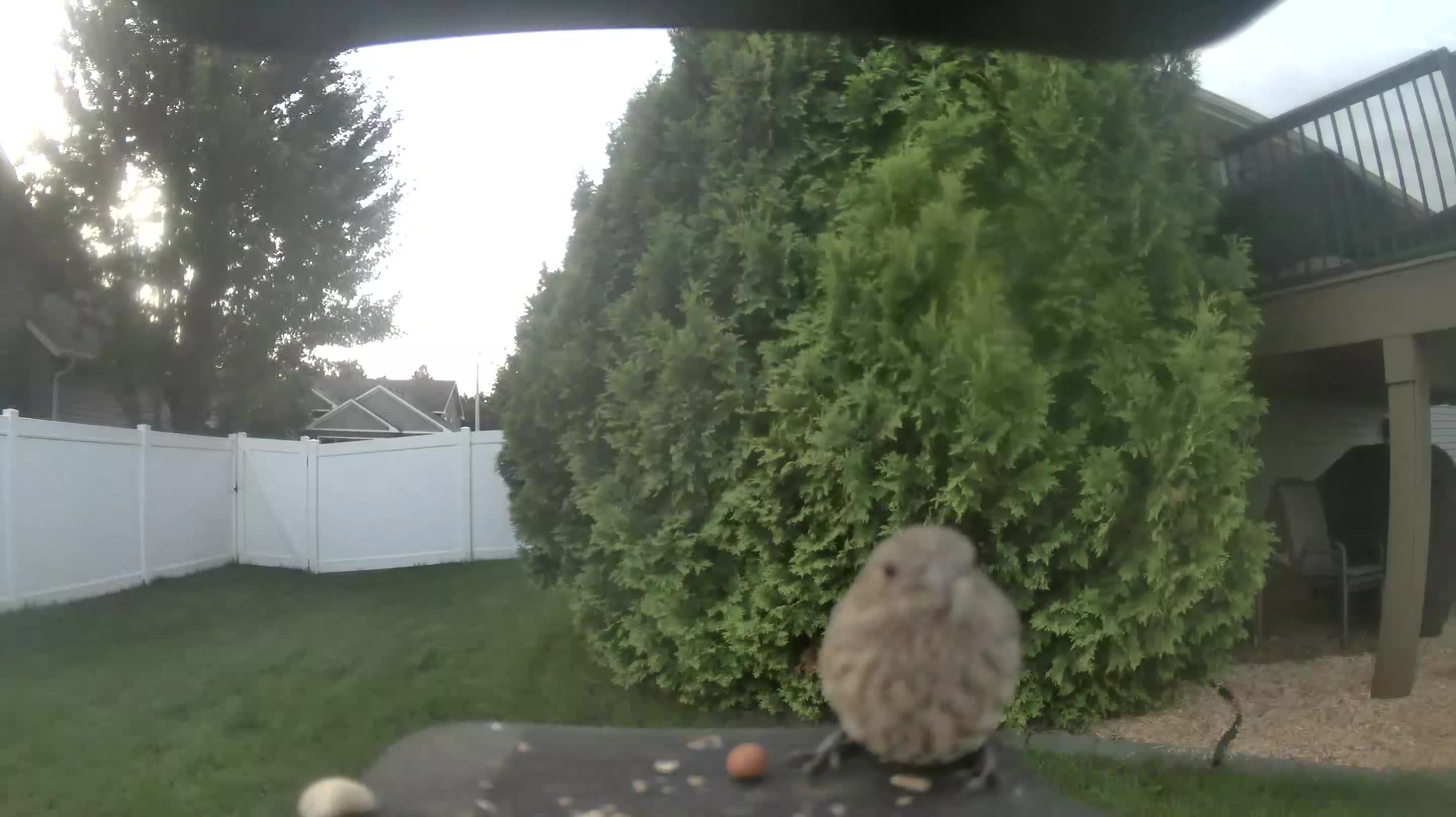 House Finch