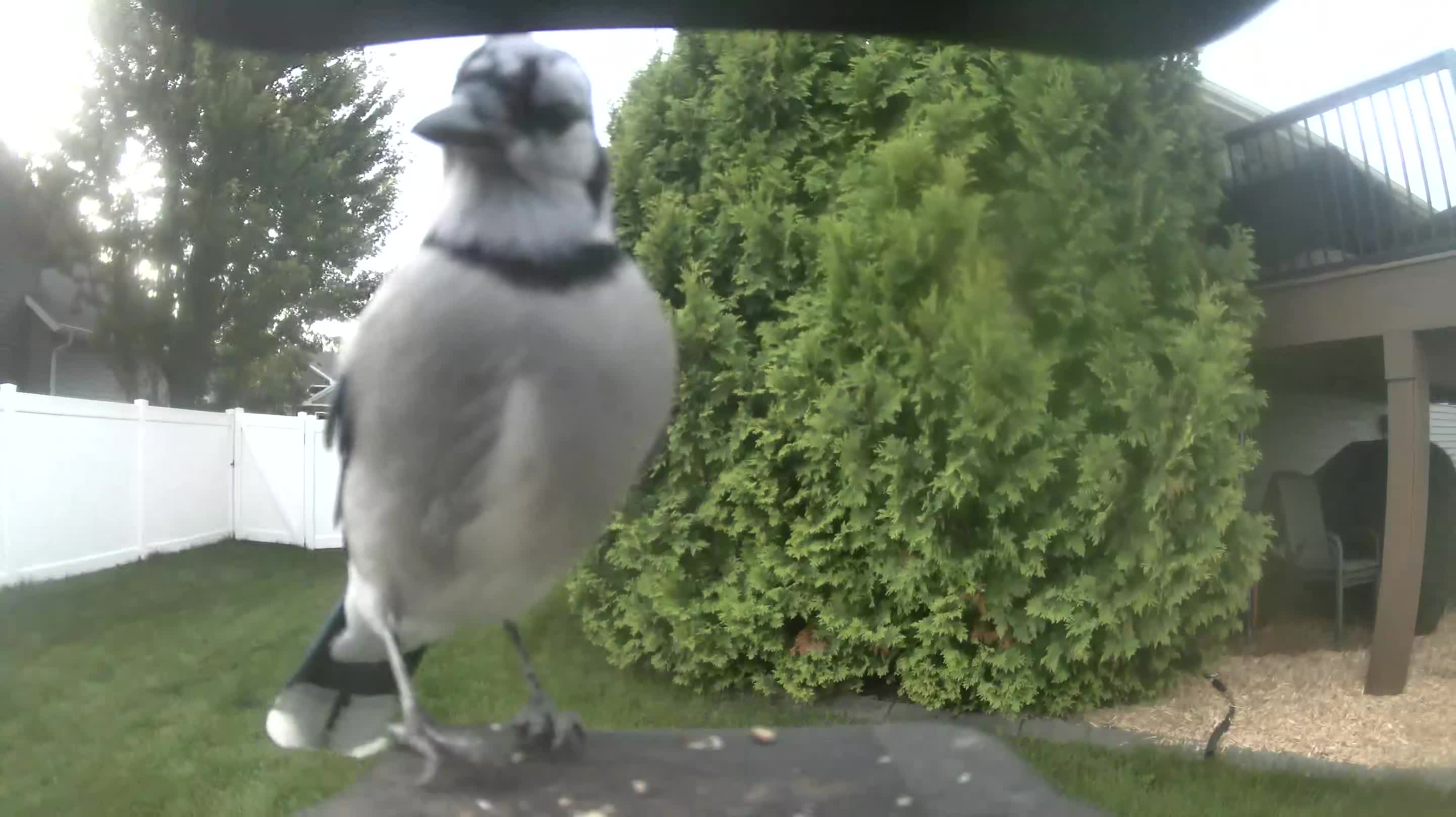 Blue Jay