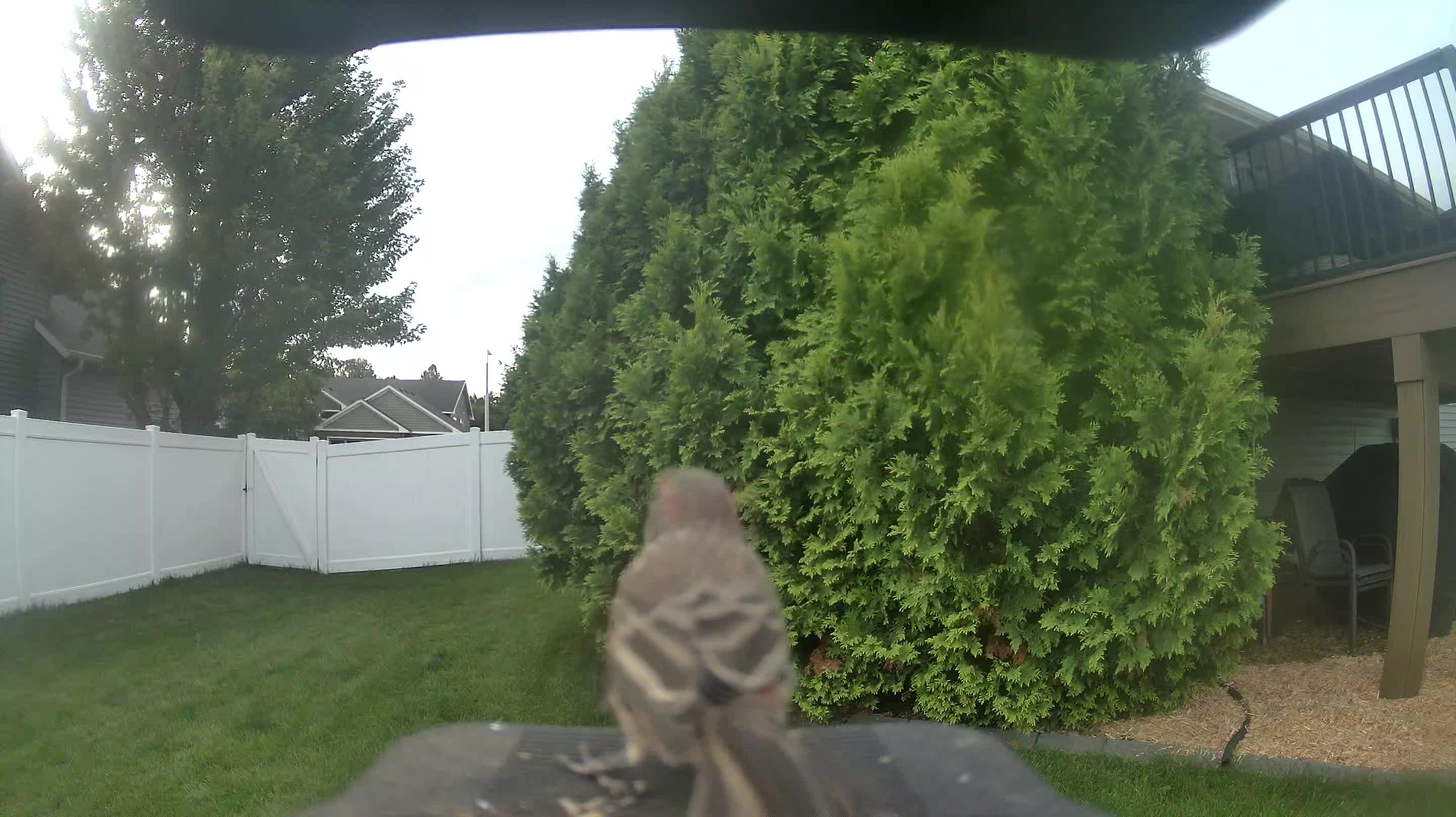 House Finch