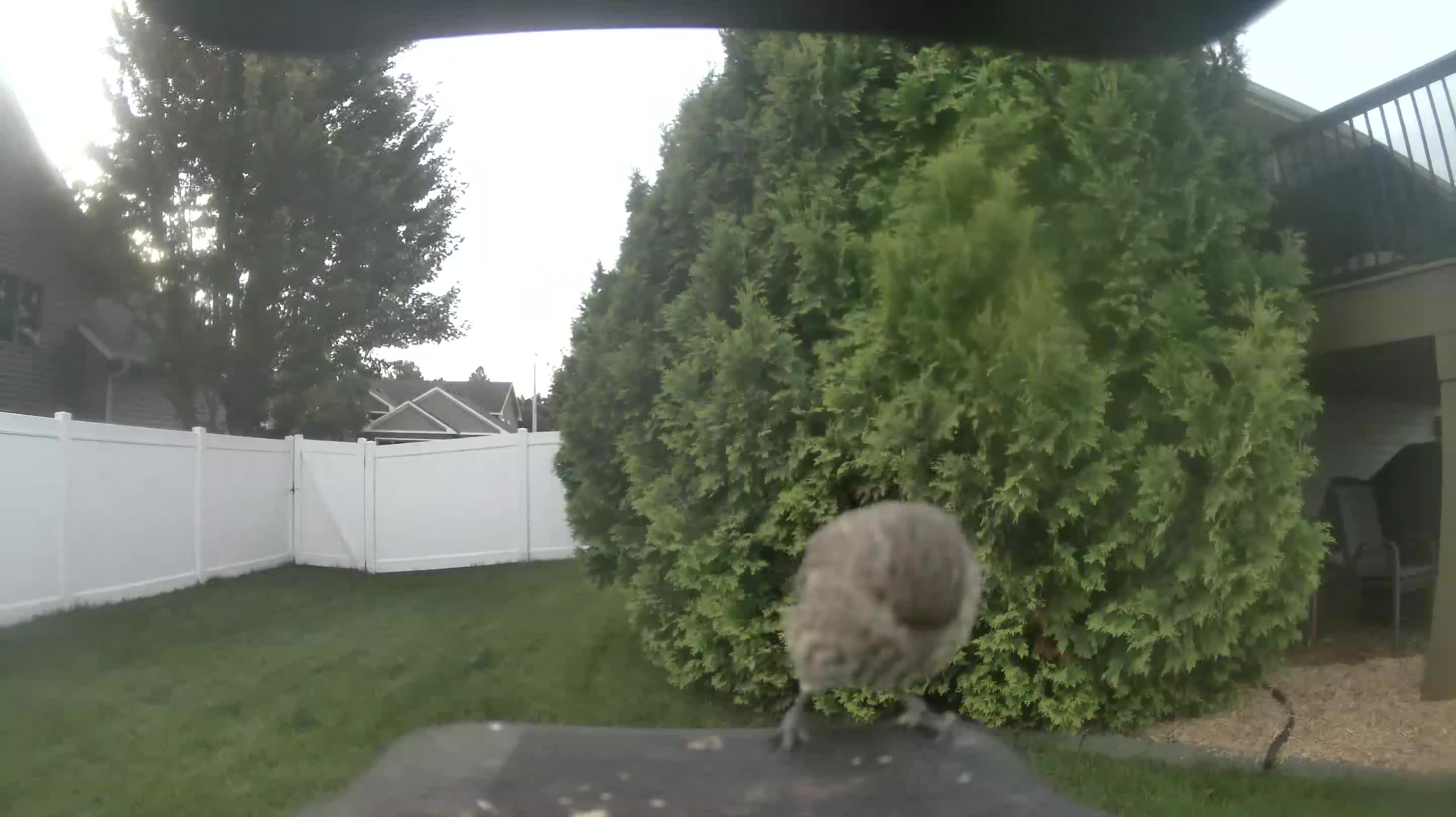 House Finch