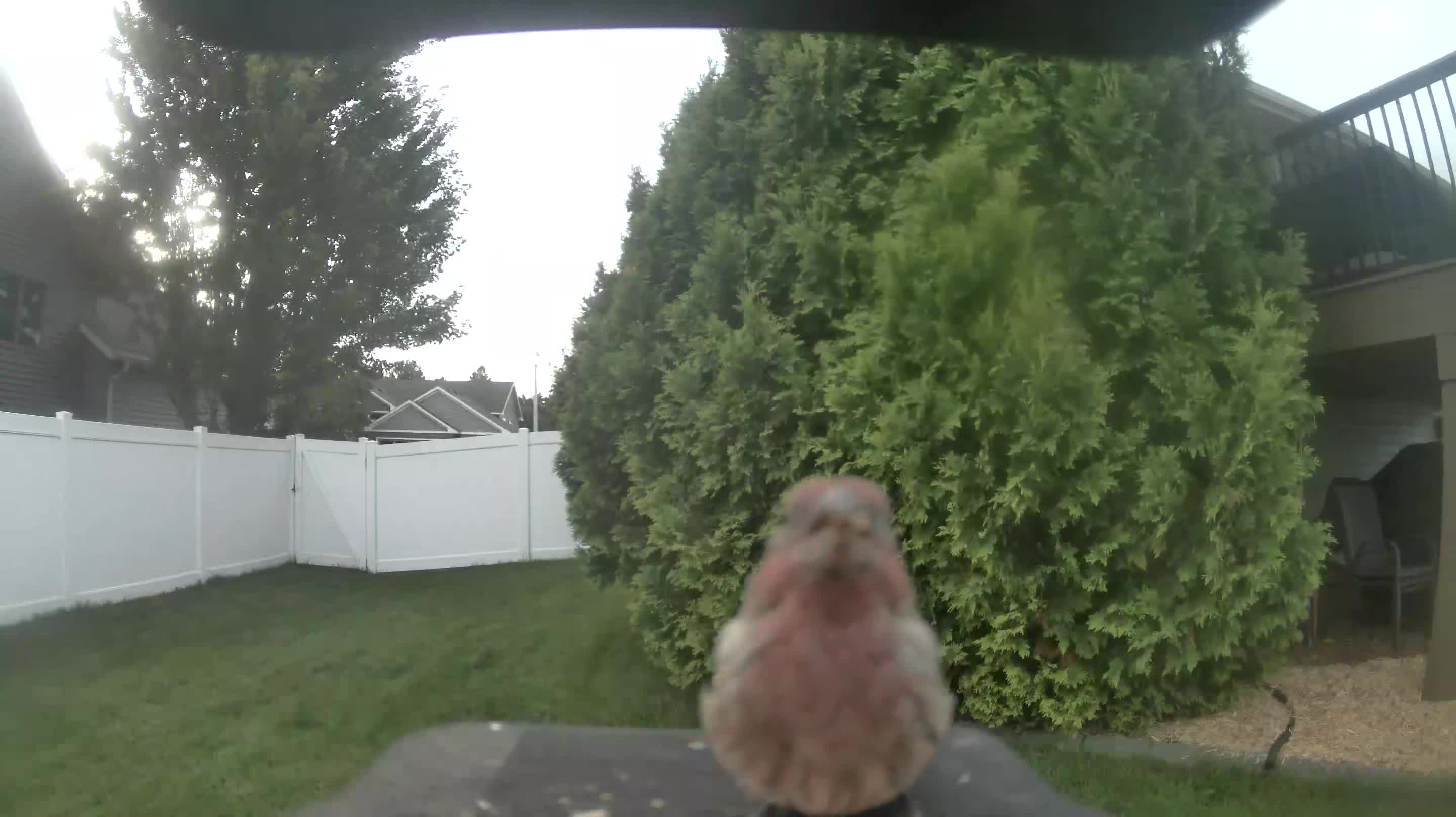 House Finch