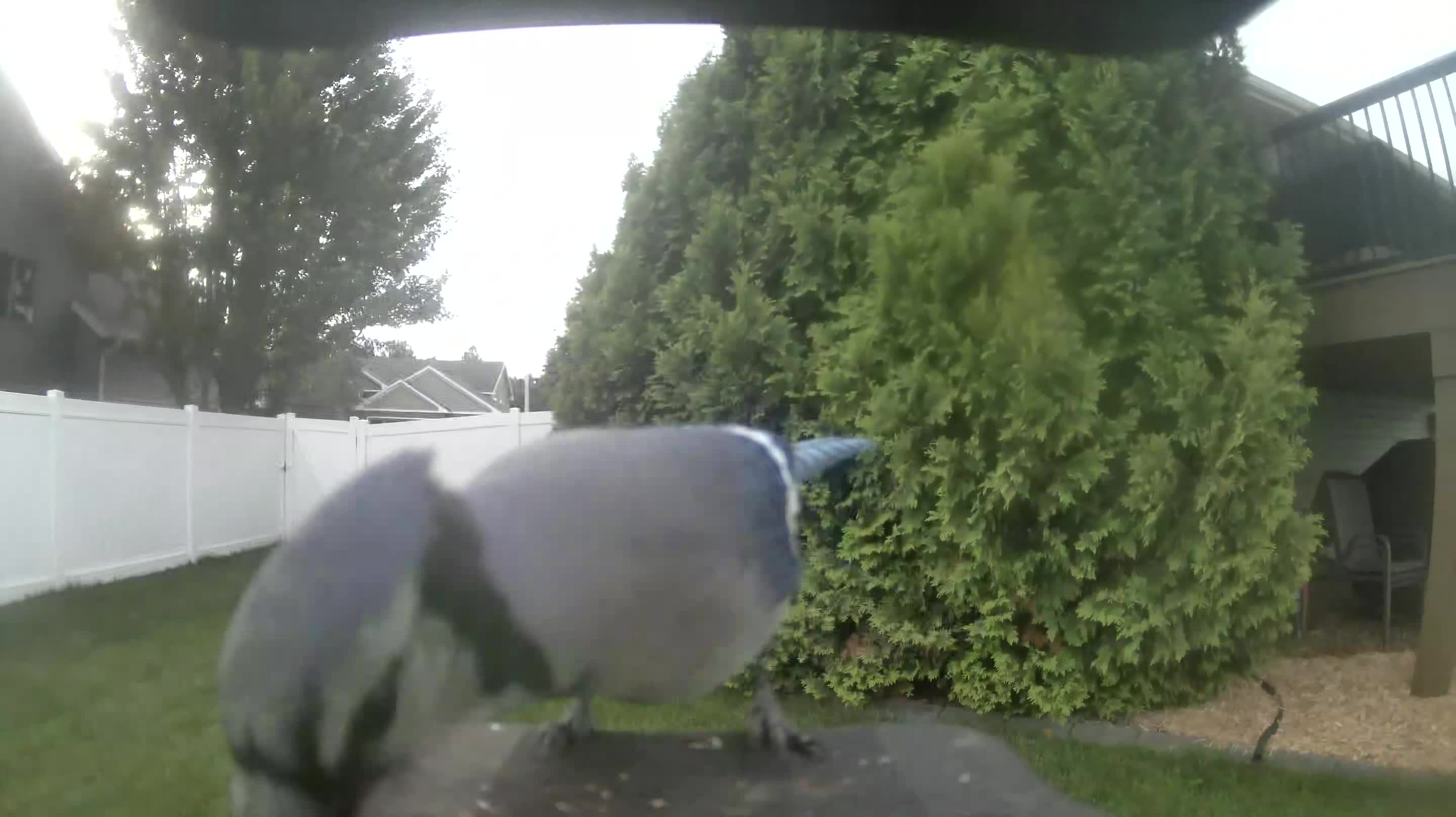 Blue Jay