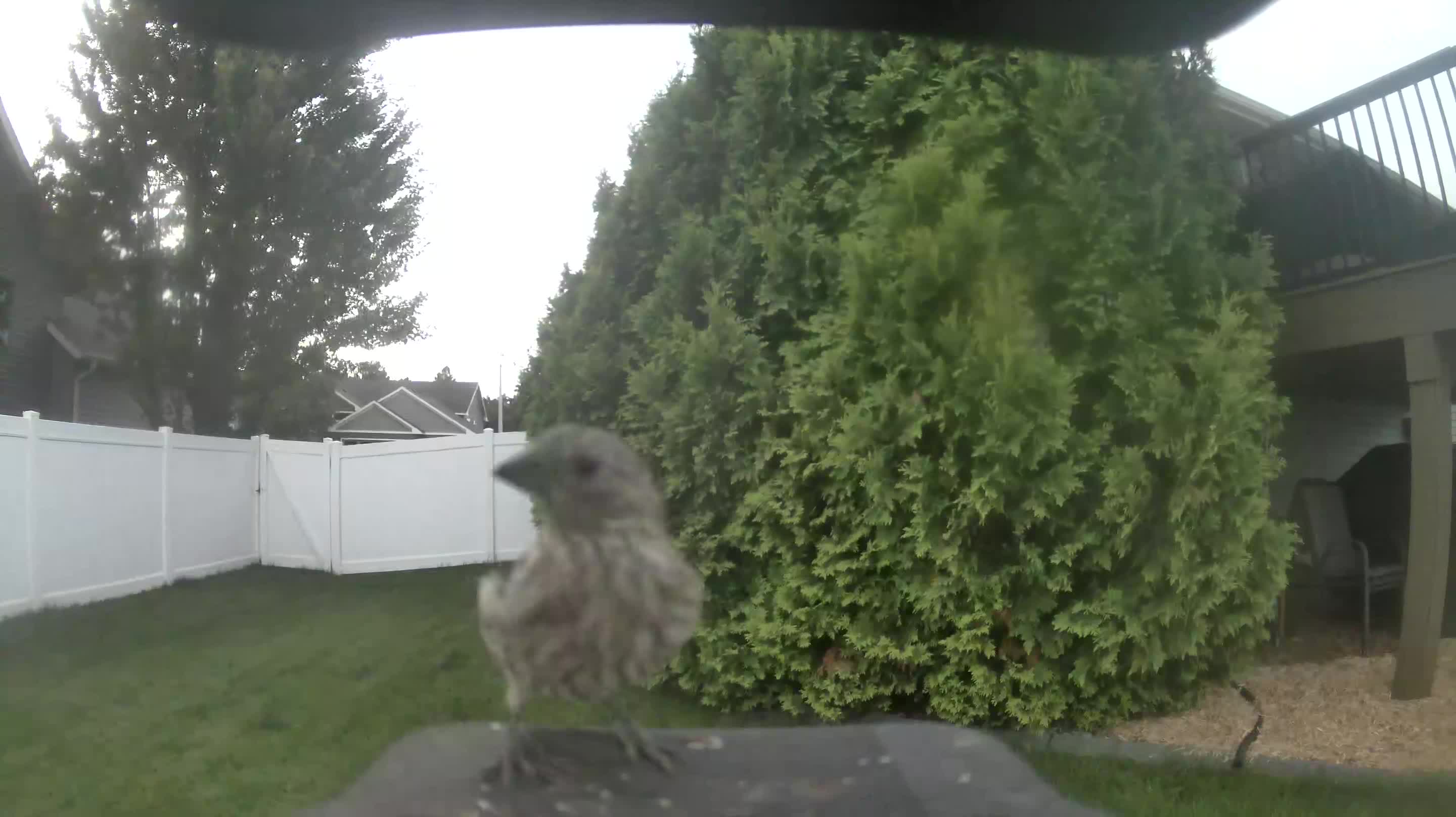 House Finch