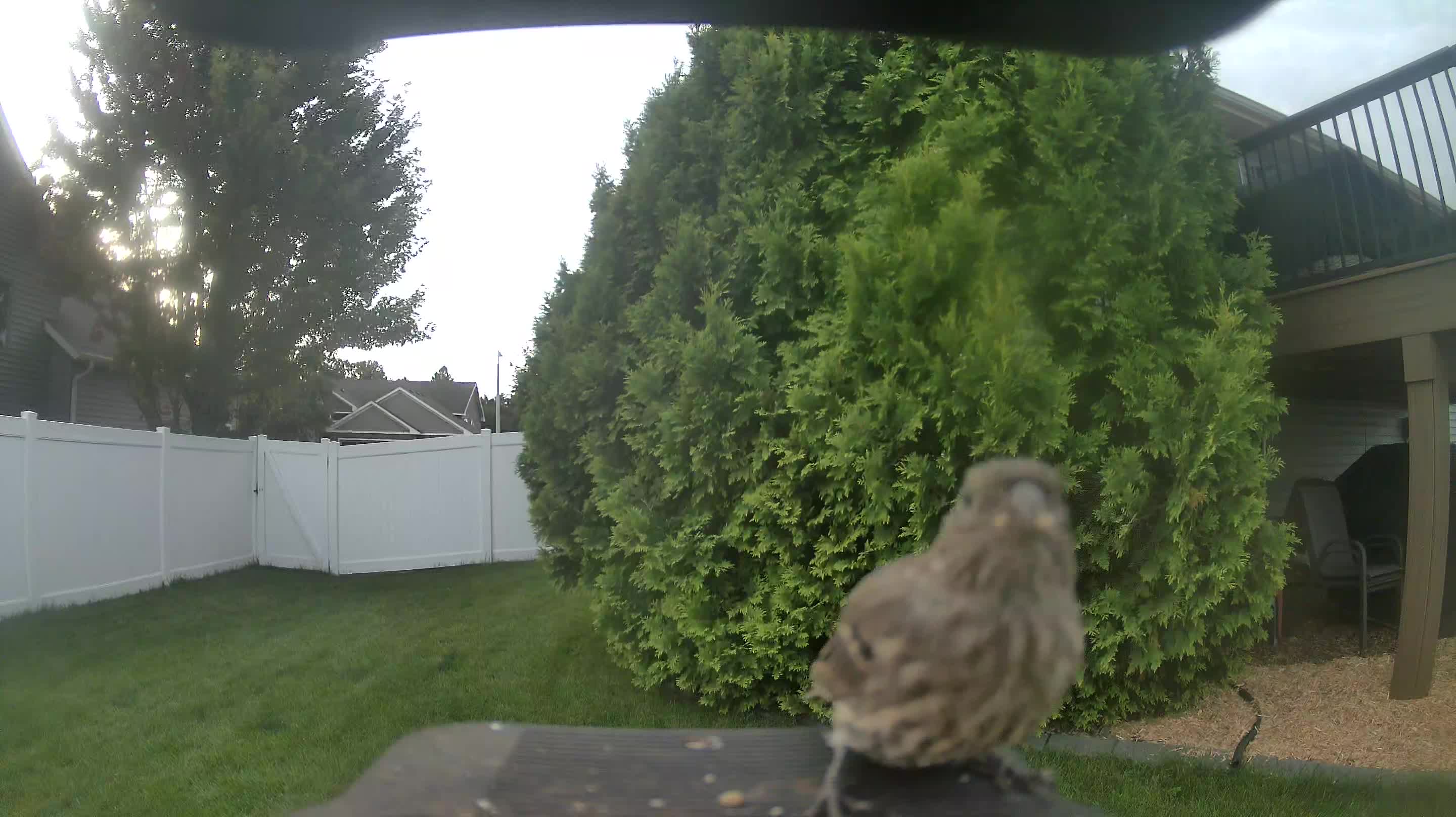House Finch
