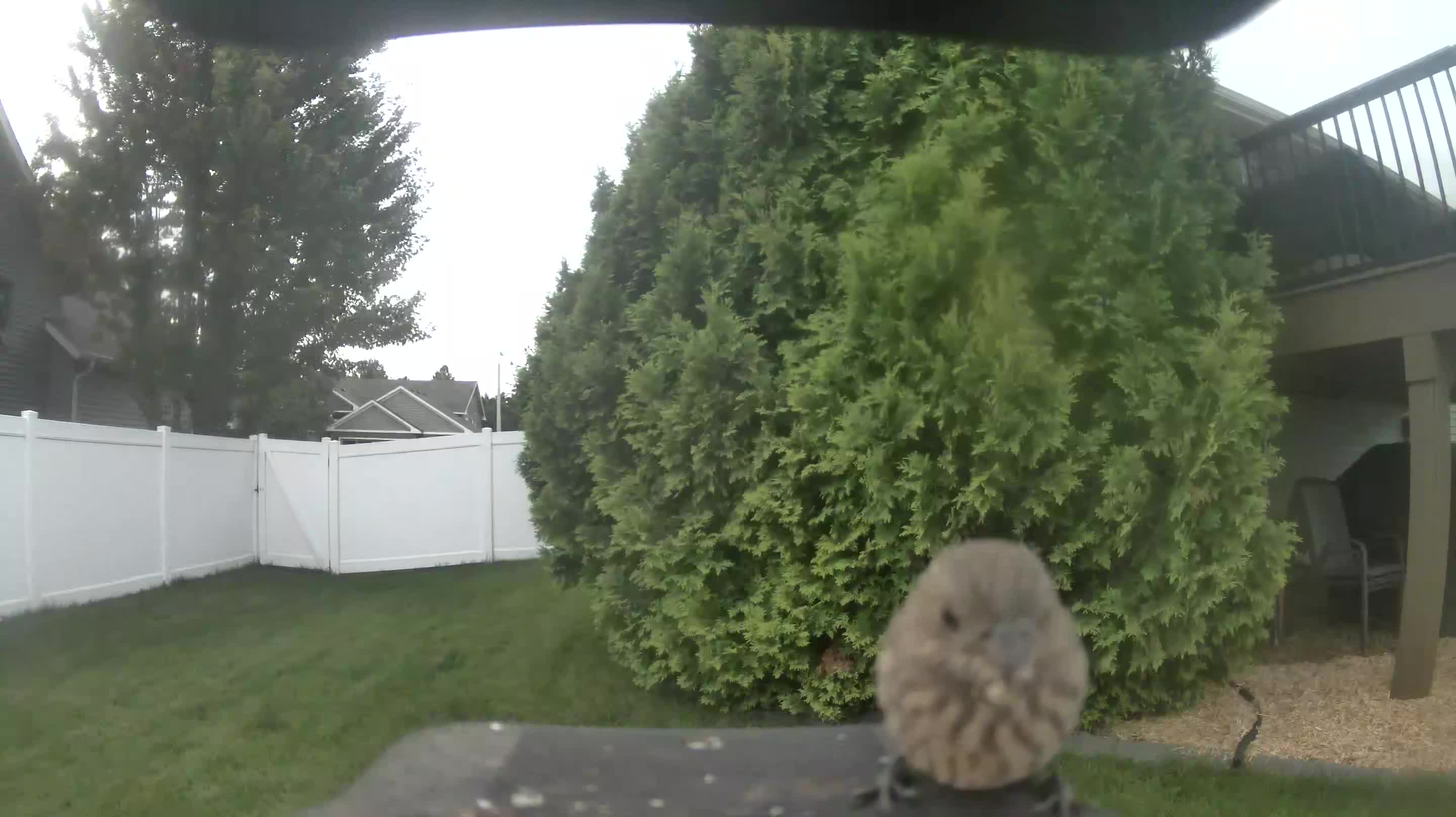 House Finch