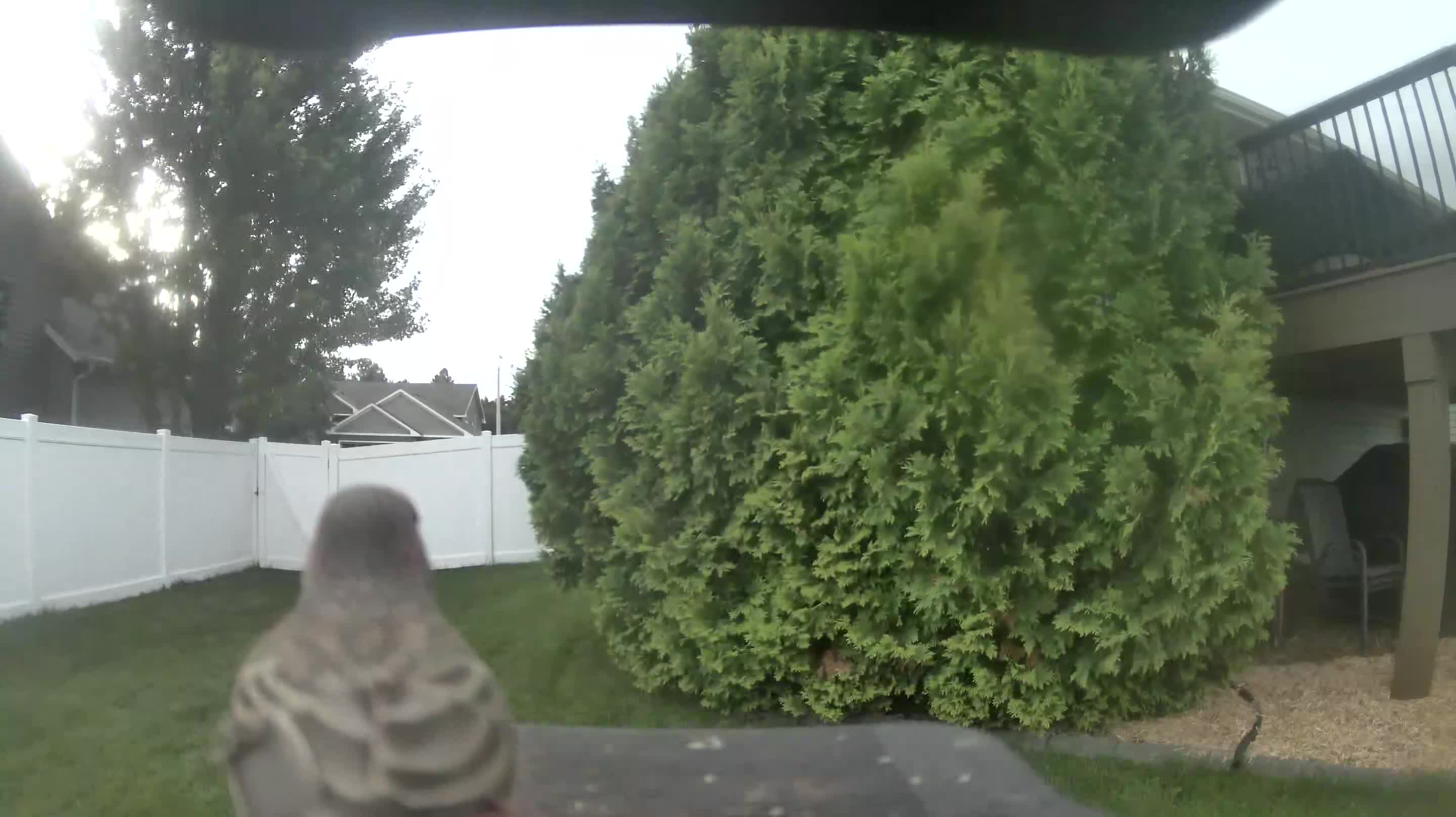 House Finch