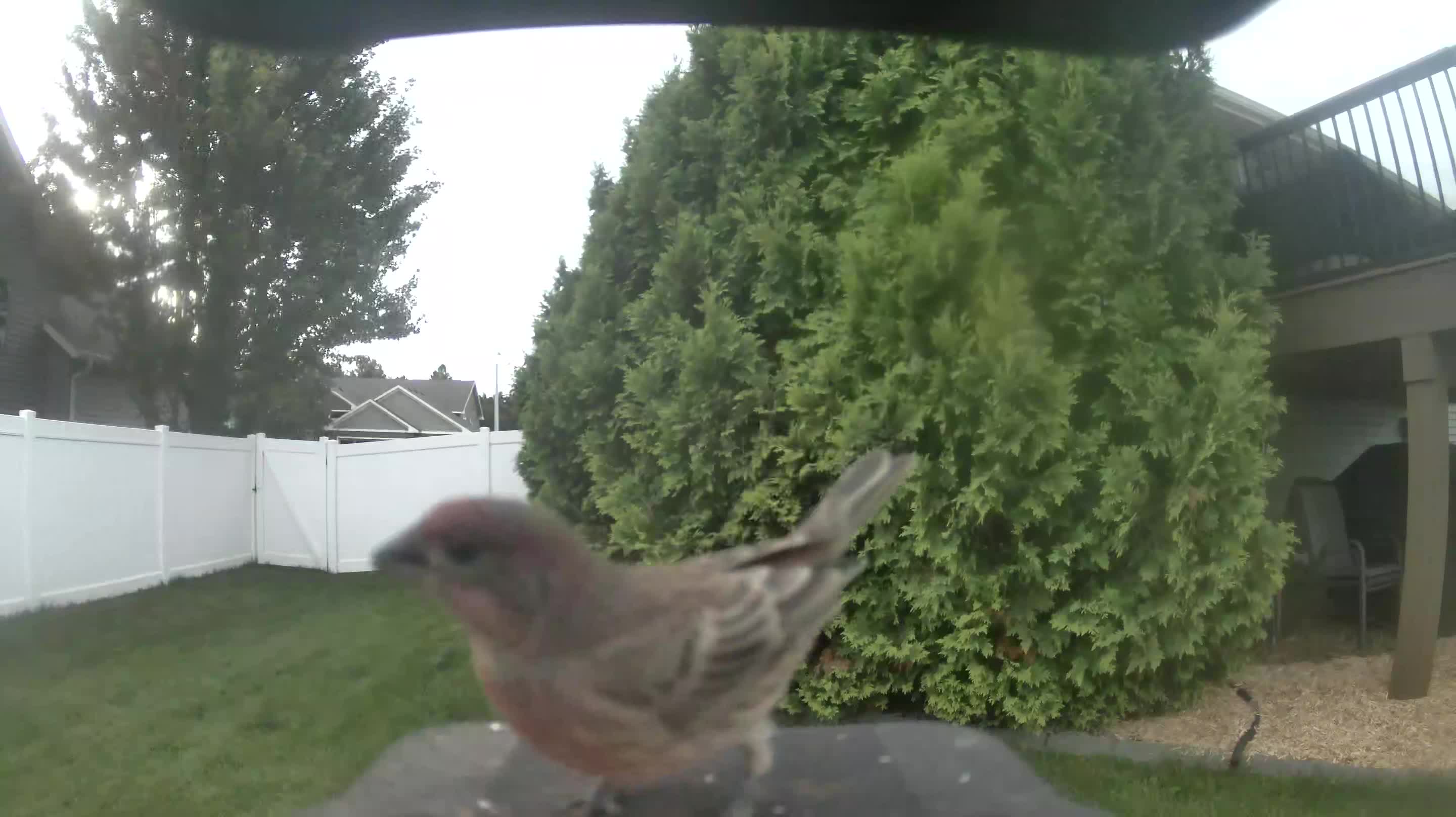 House Finch