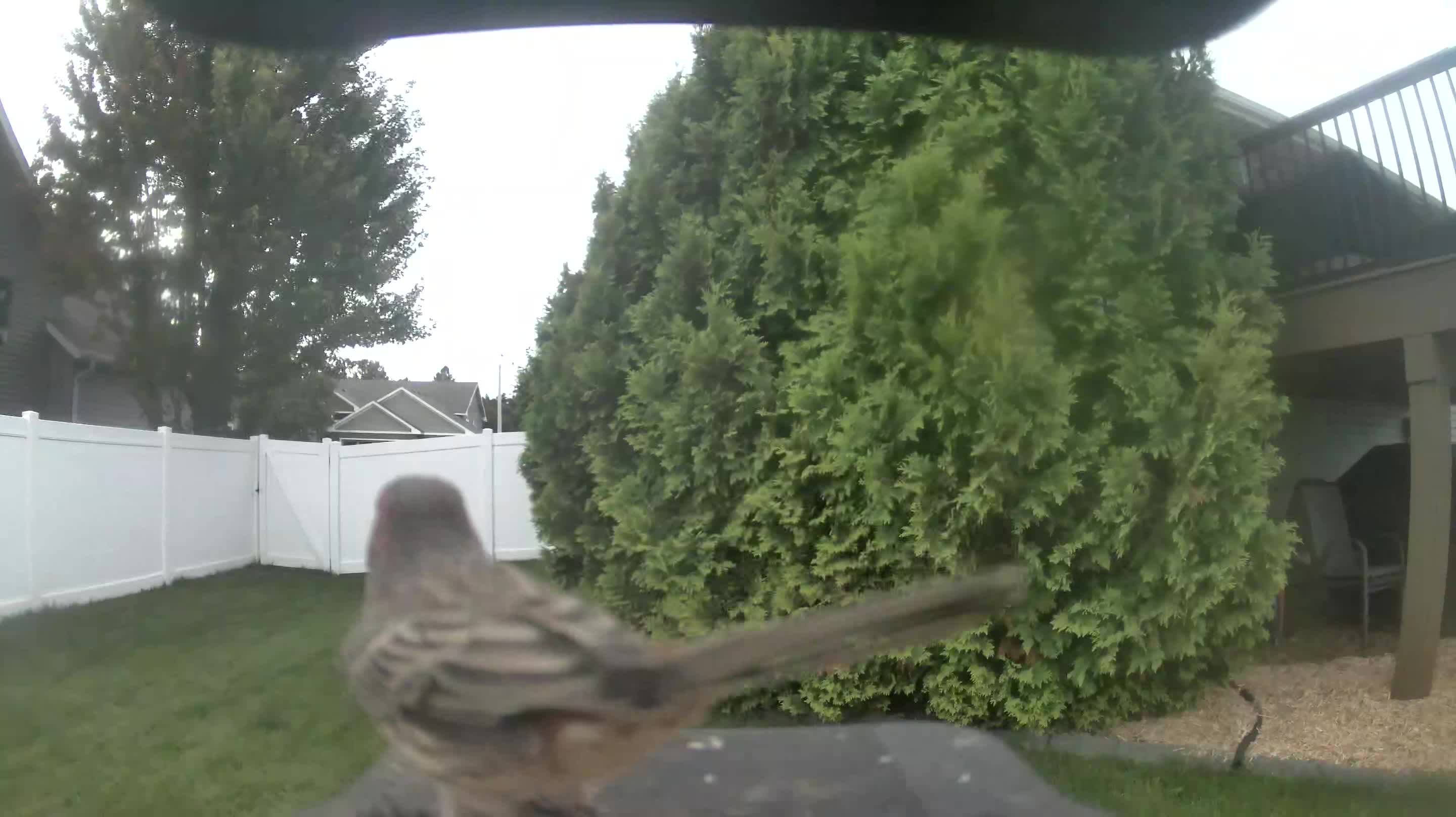 House Finch