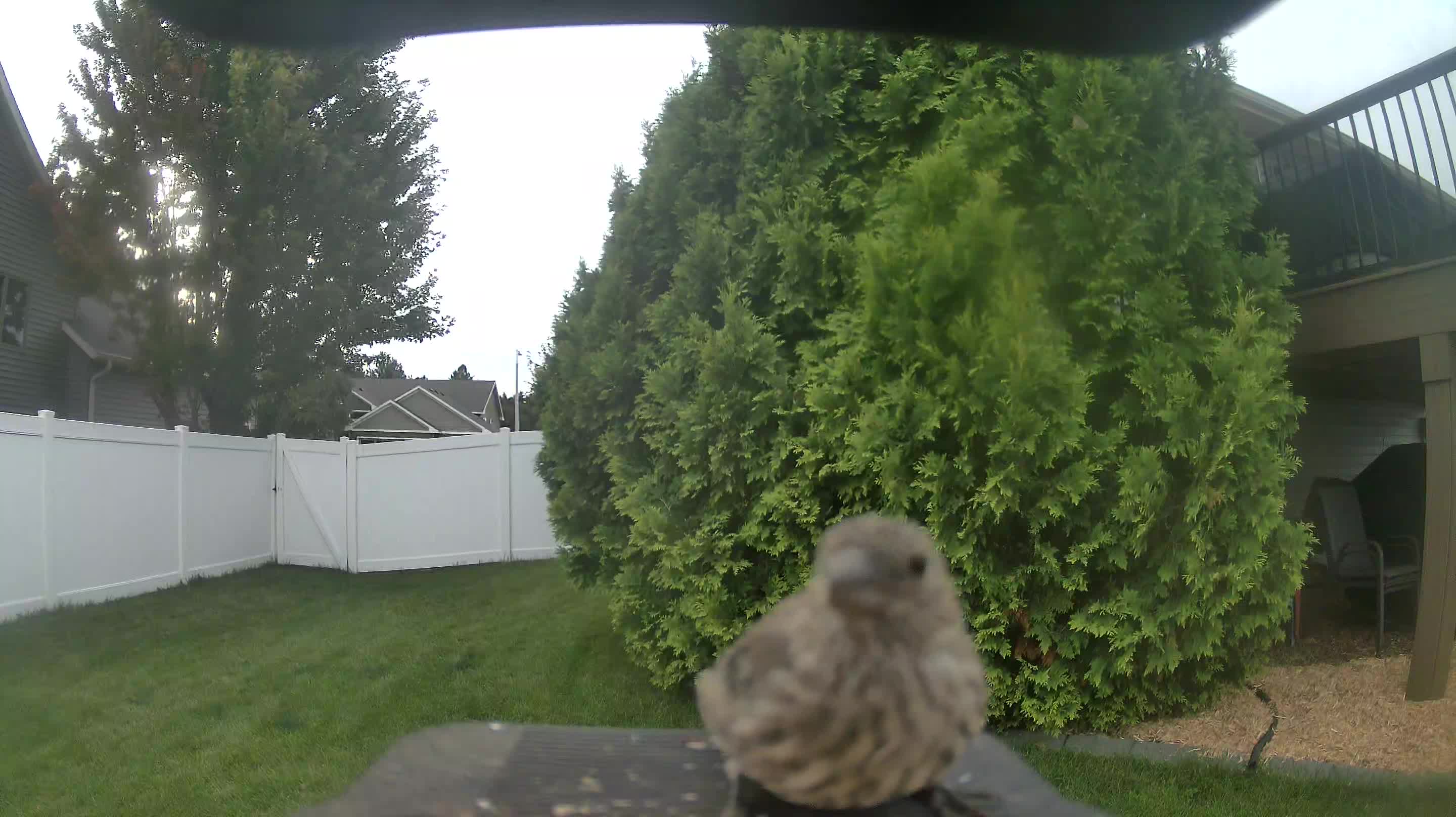 House Finch