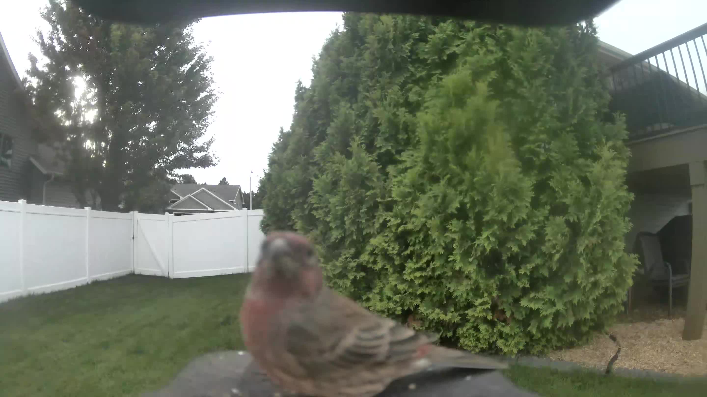 House Finch