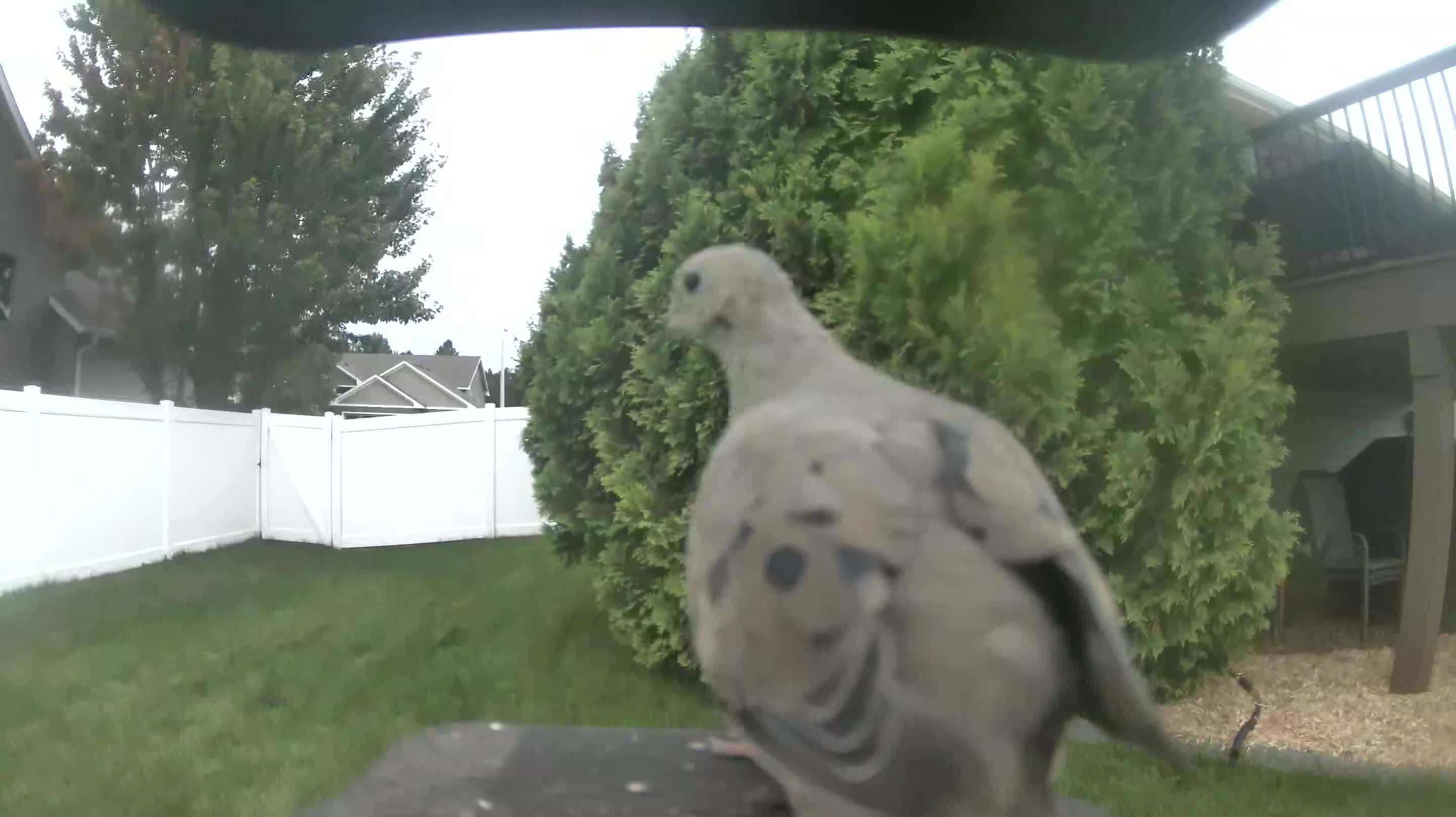 Mourning Dove