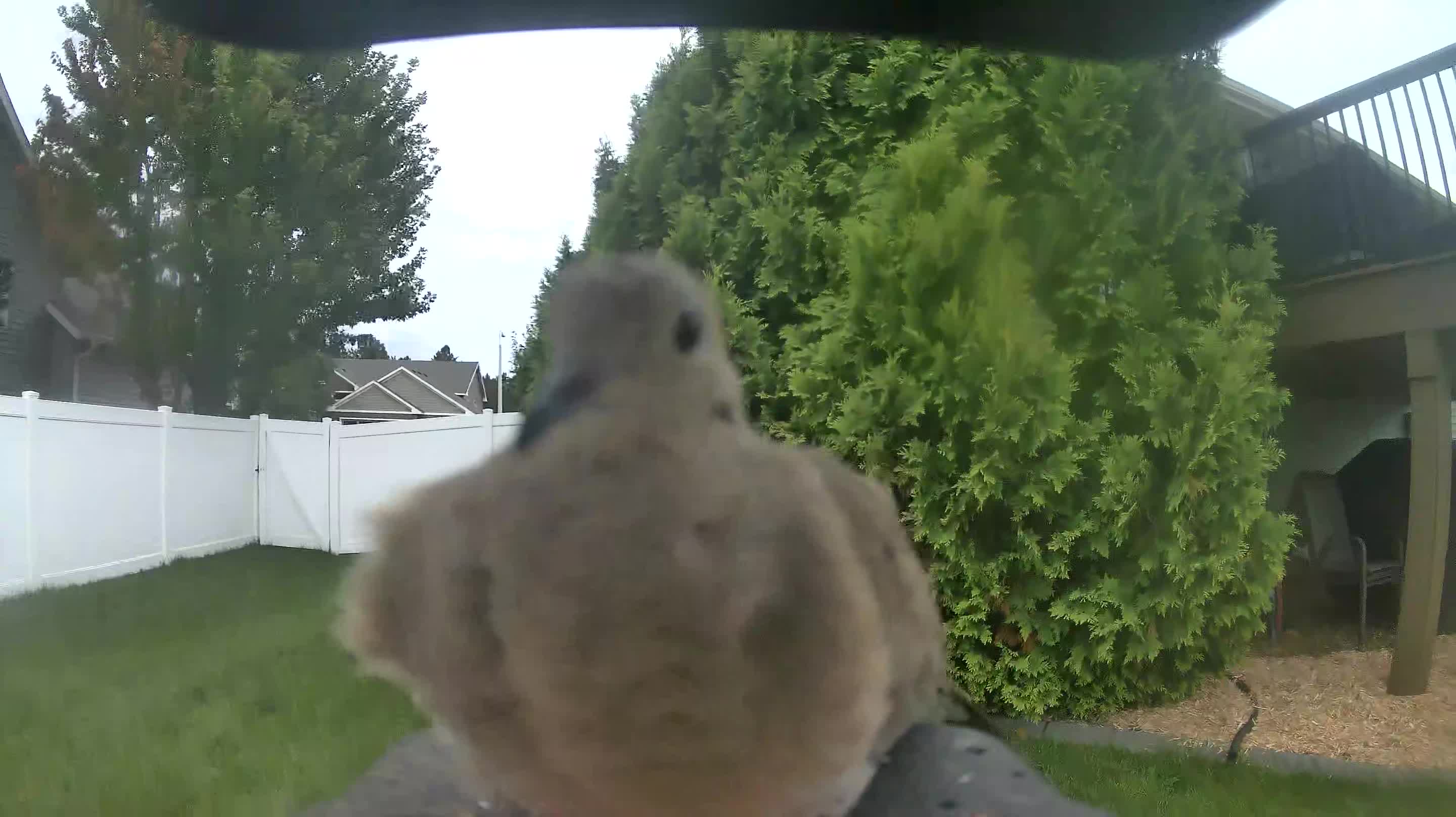 Mourning Dove