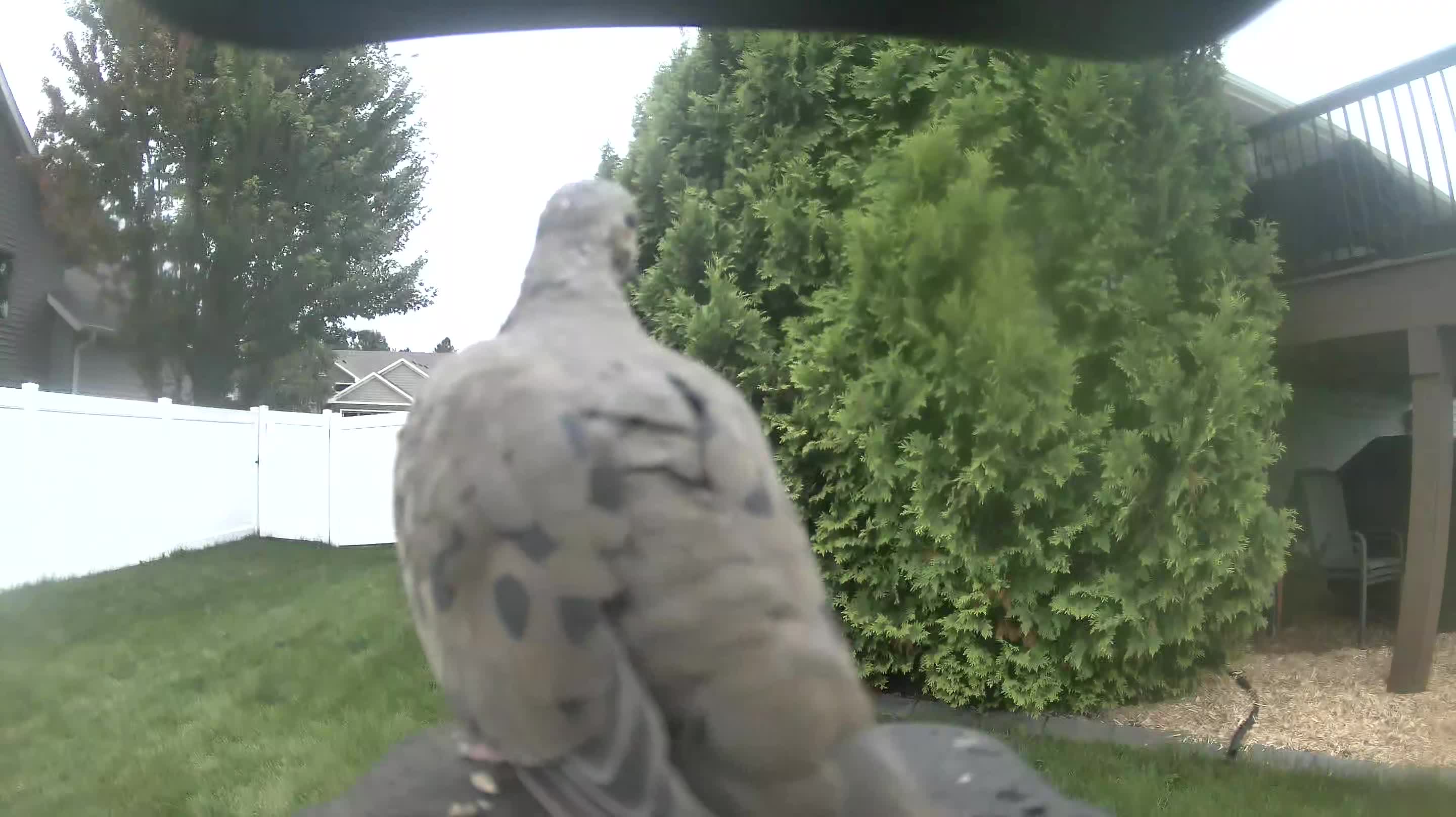 Mourning Dove