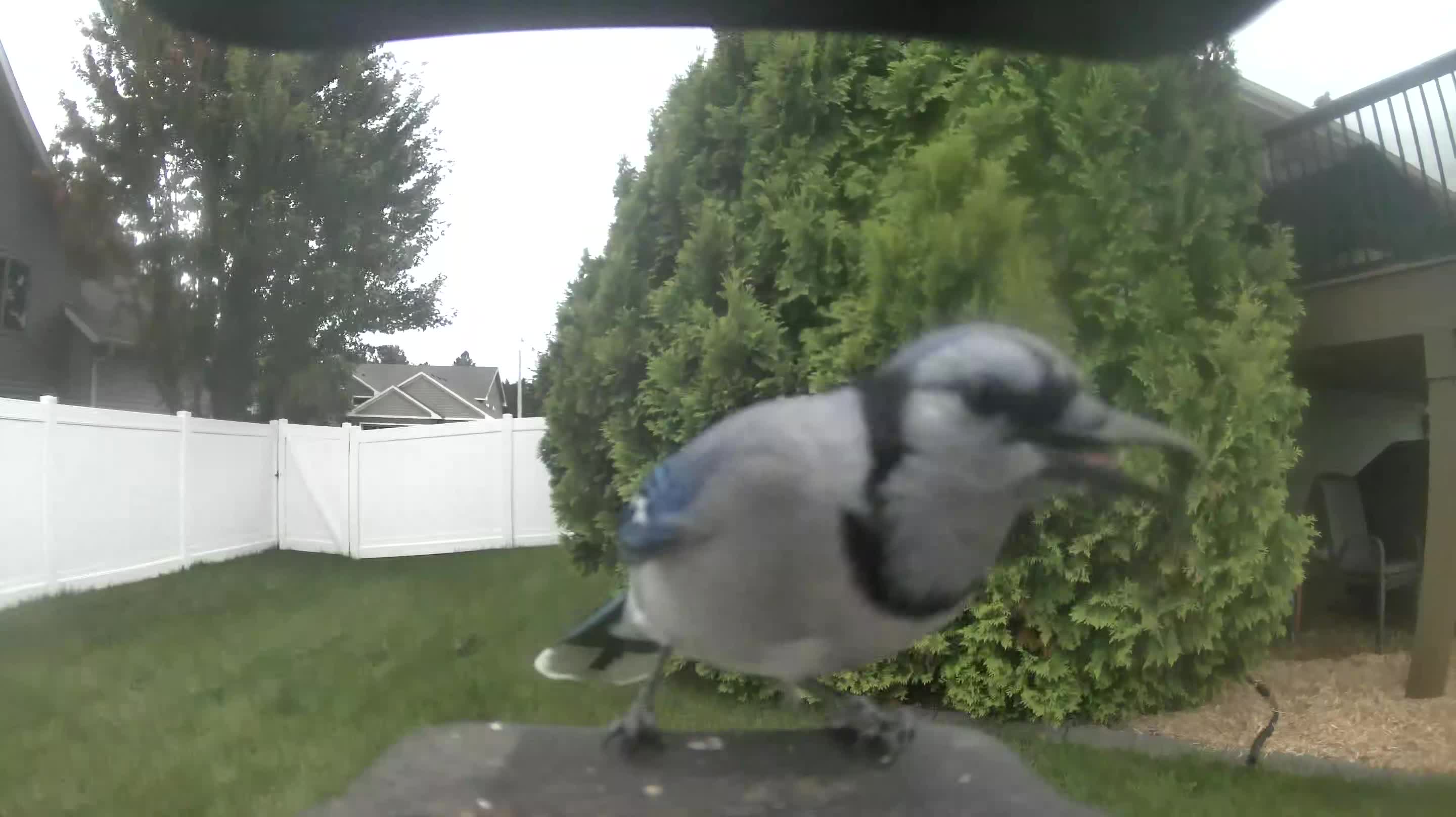 Blue Jay
