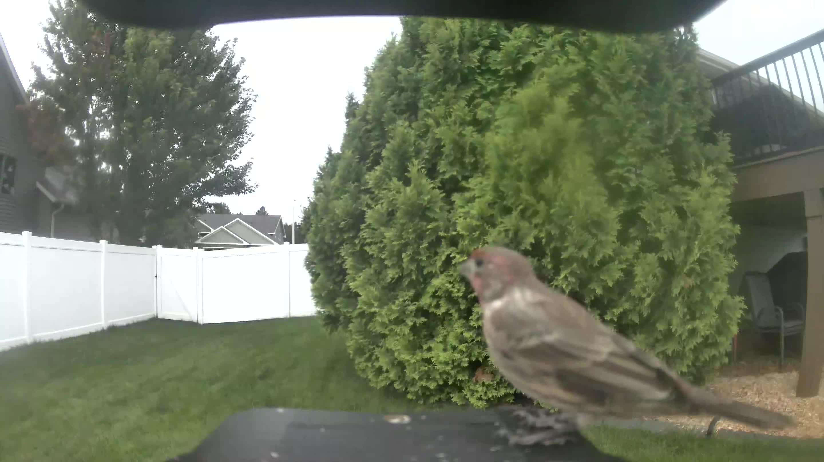 House Finch