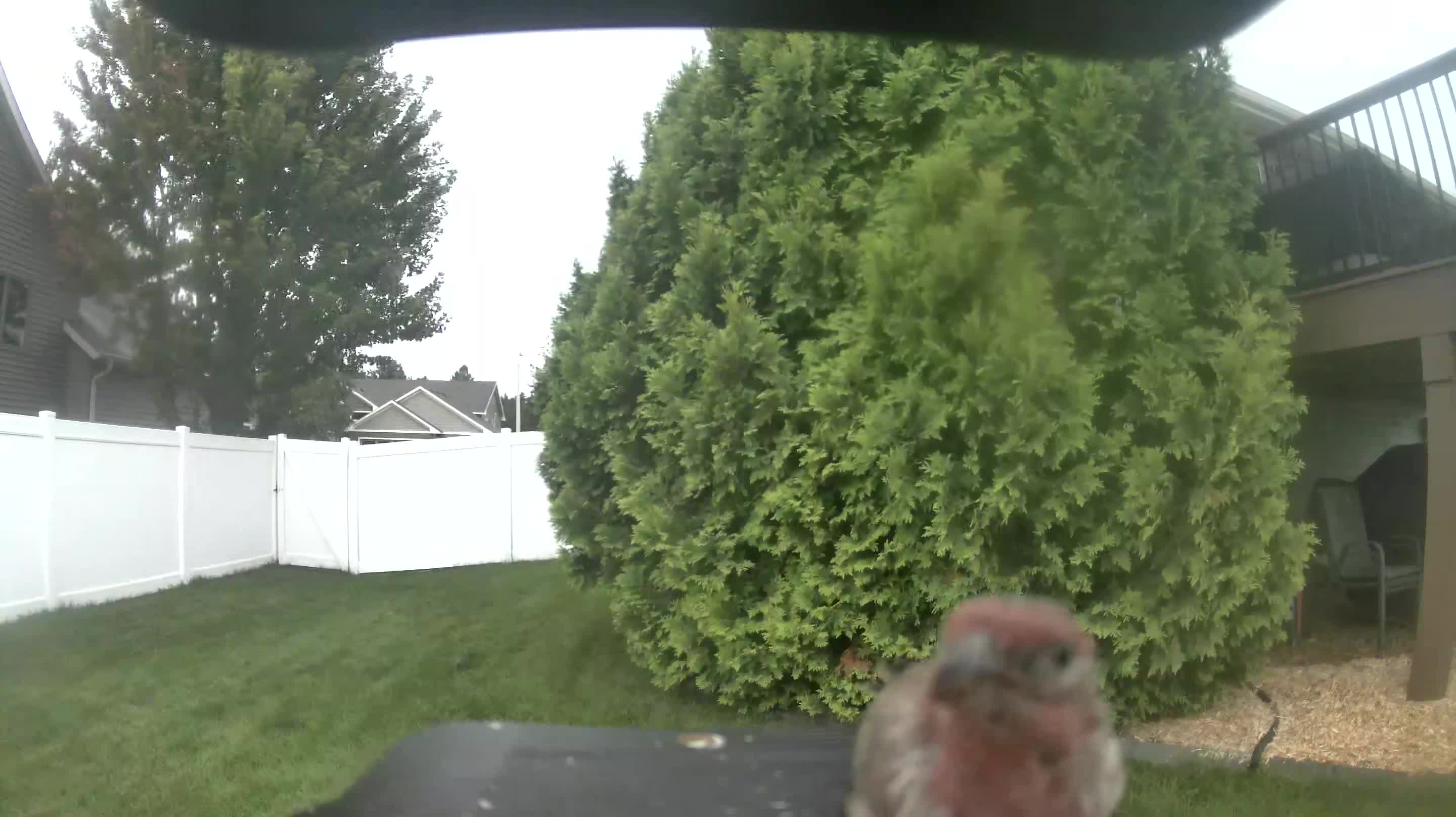 House Finch