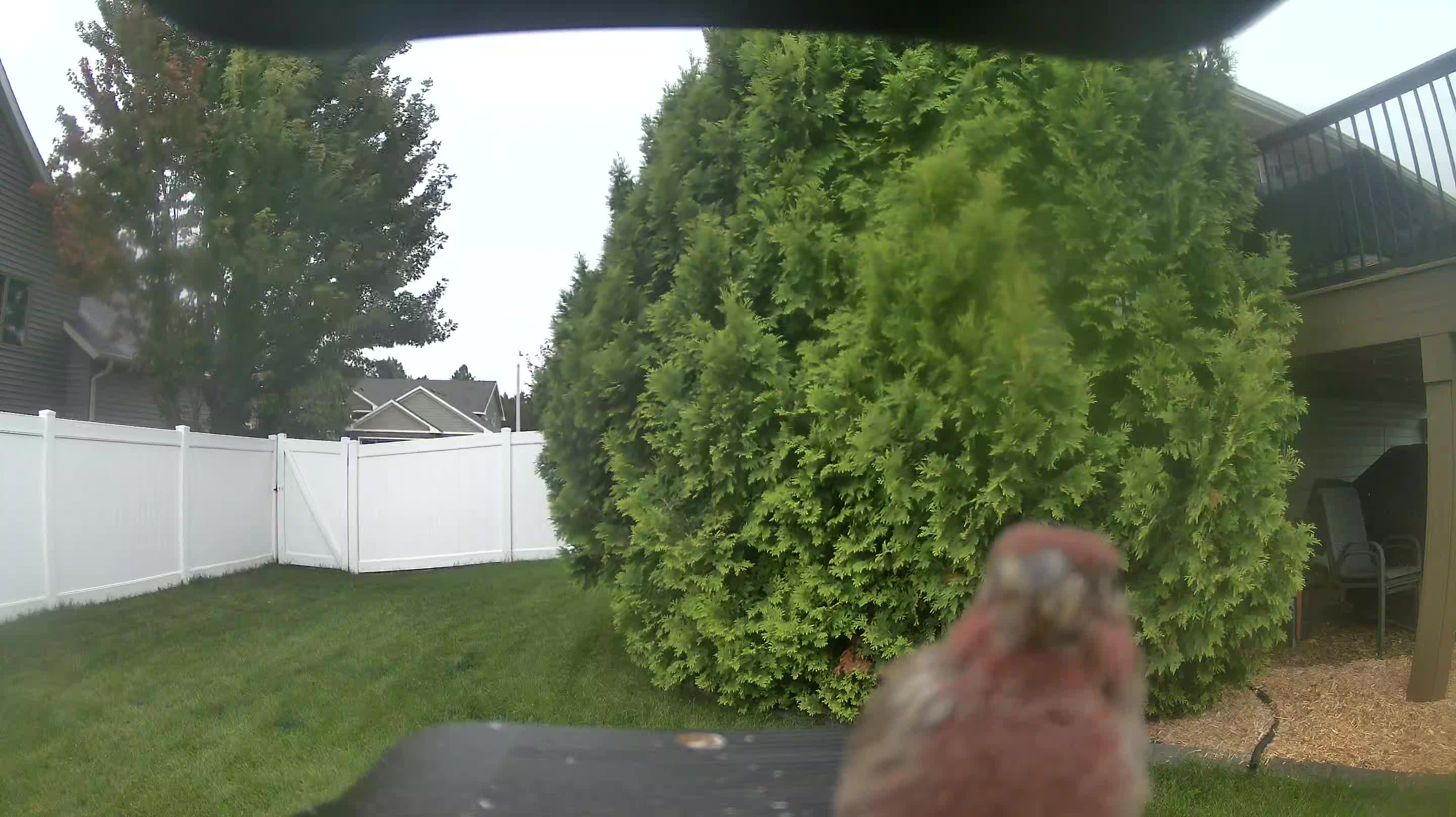 House Finch