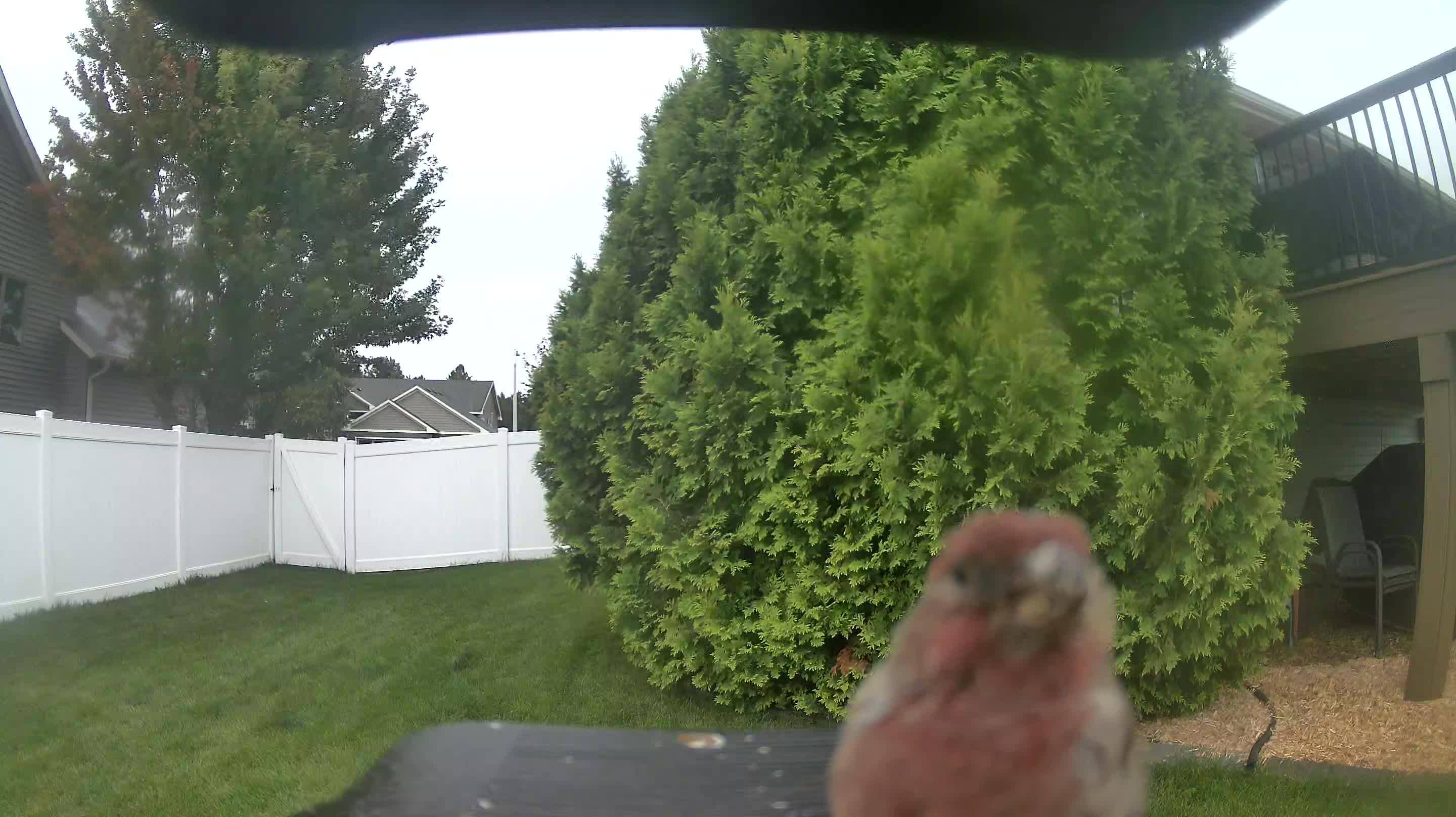 House Finch