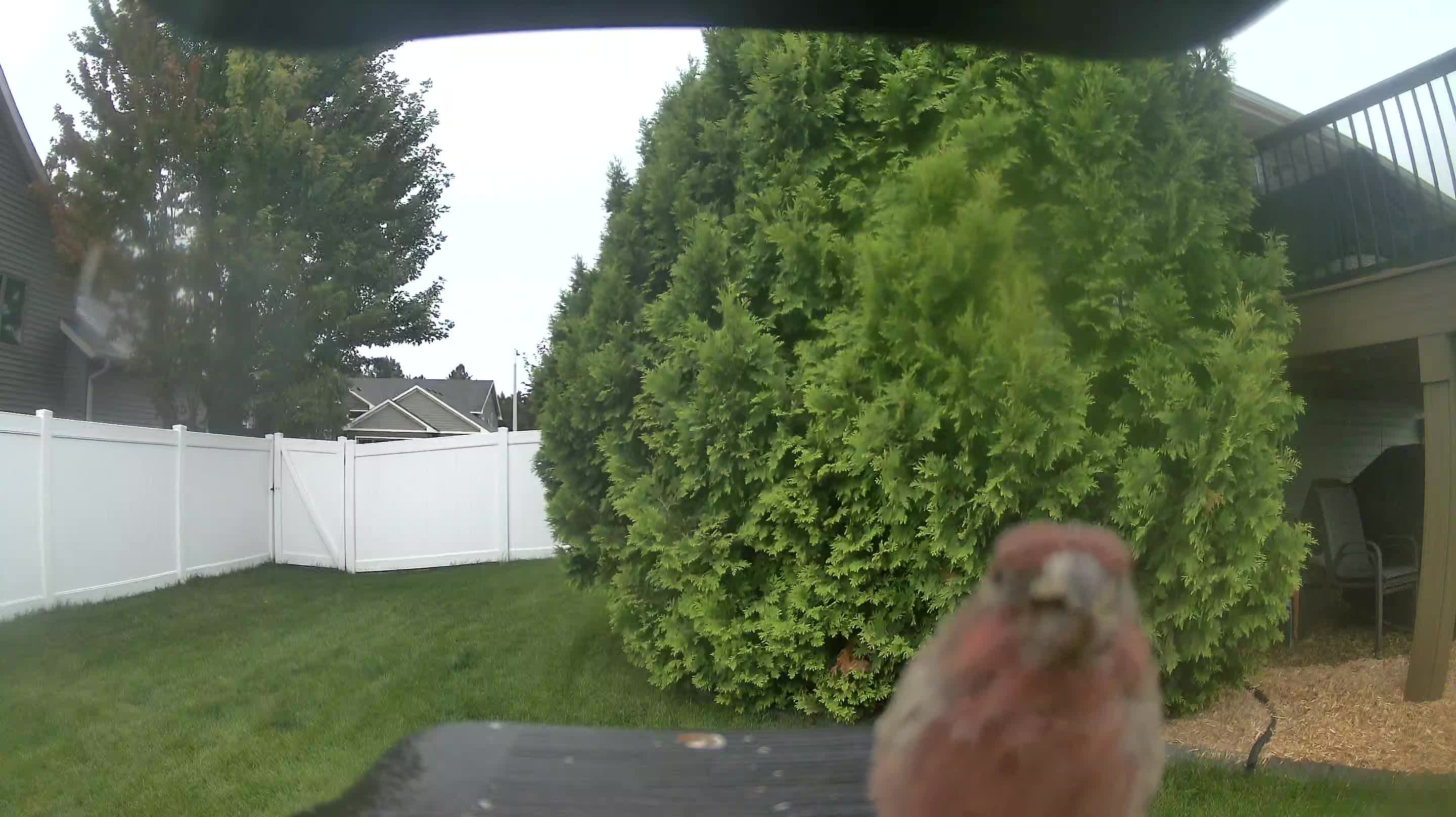 House Finch
