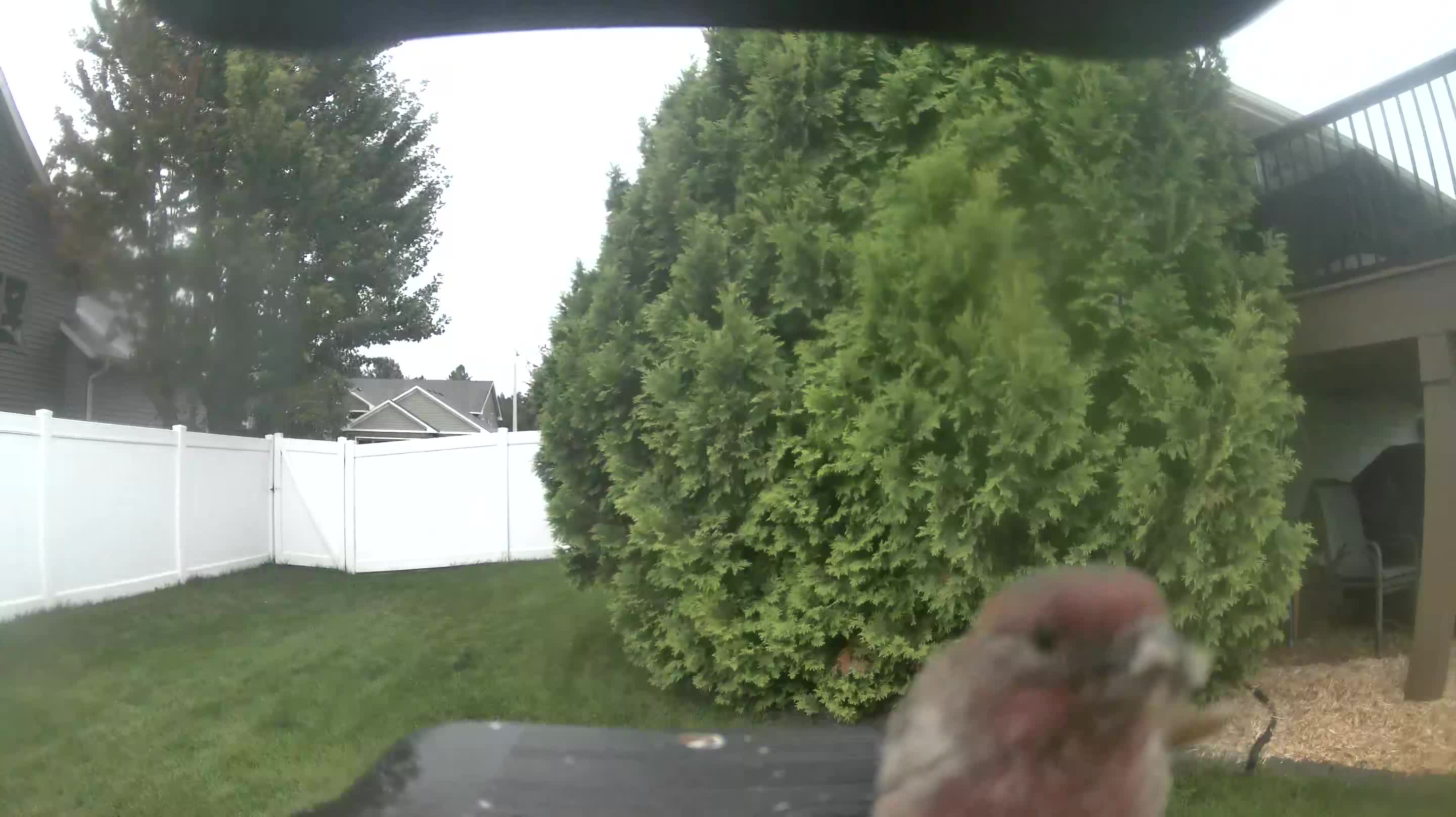 House Finch