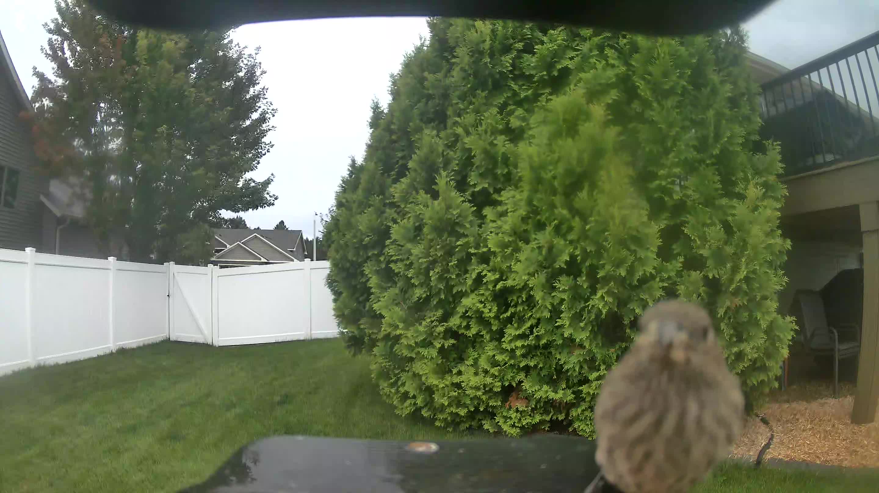 House Finch
