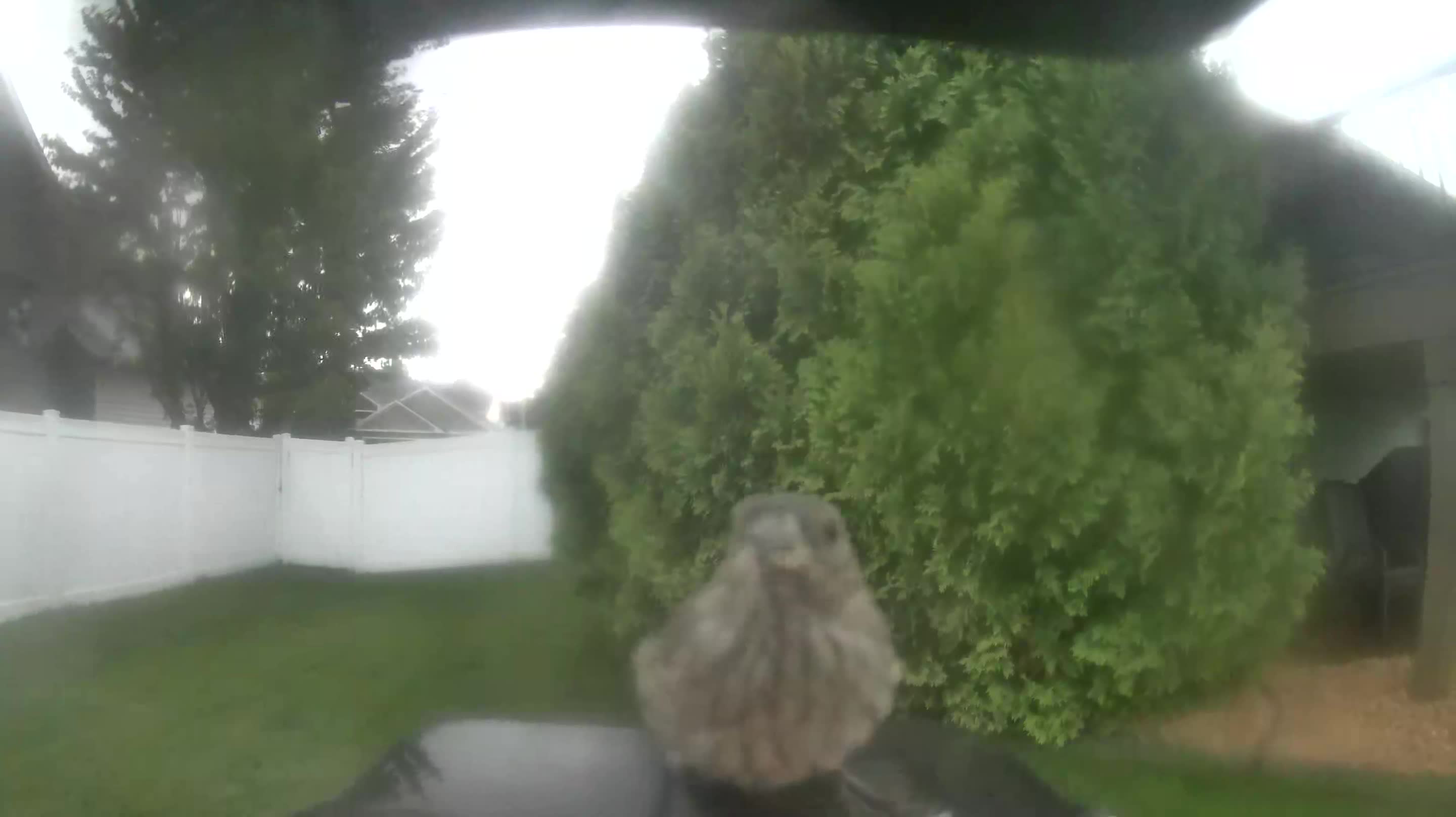 House Finch