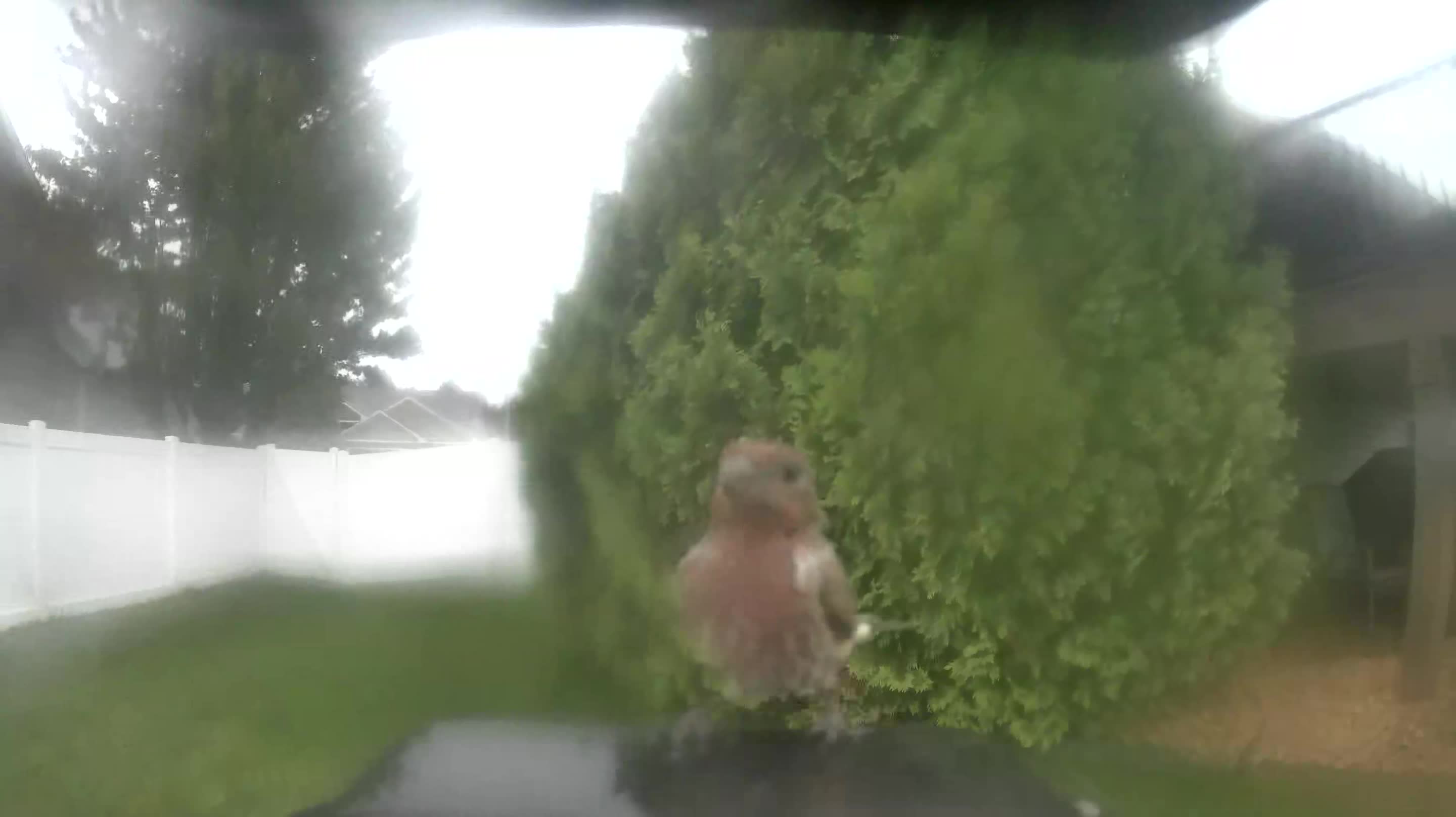 House Finch