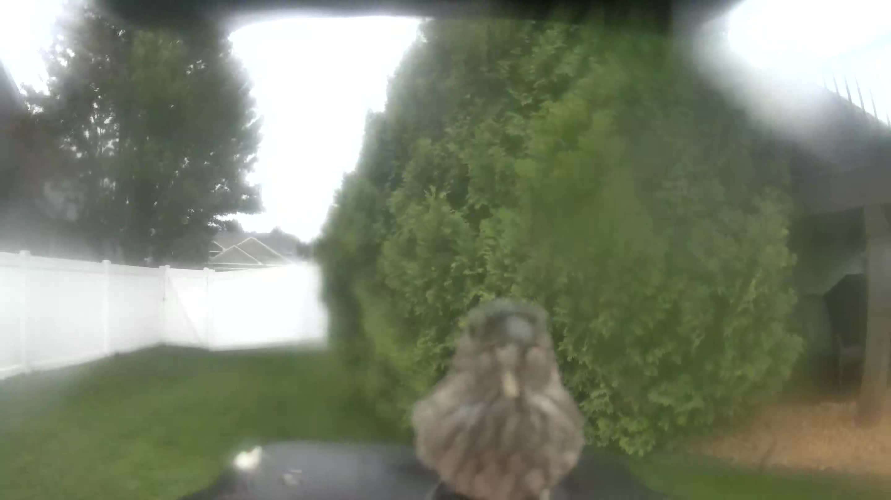 House Finch