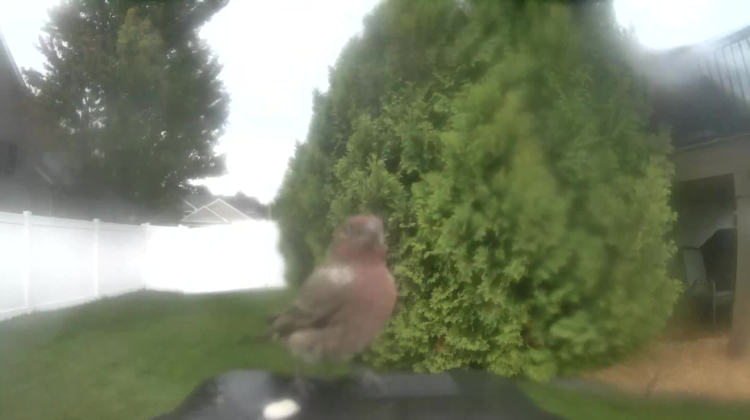 House Finch